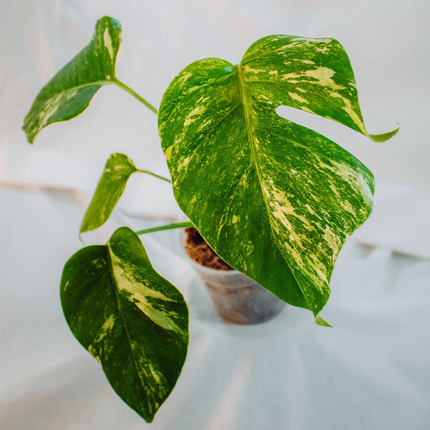 Monstera Deliciosa Borisgiana Albo Variegated (SD24-03)