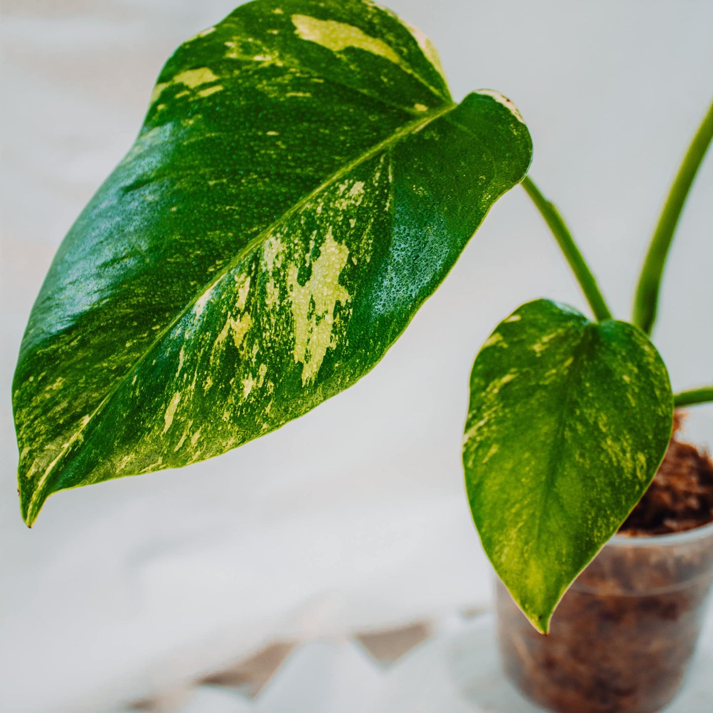 Monstera Deliciosa Borisgiana Albo Variegated (SD24-03)