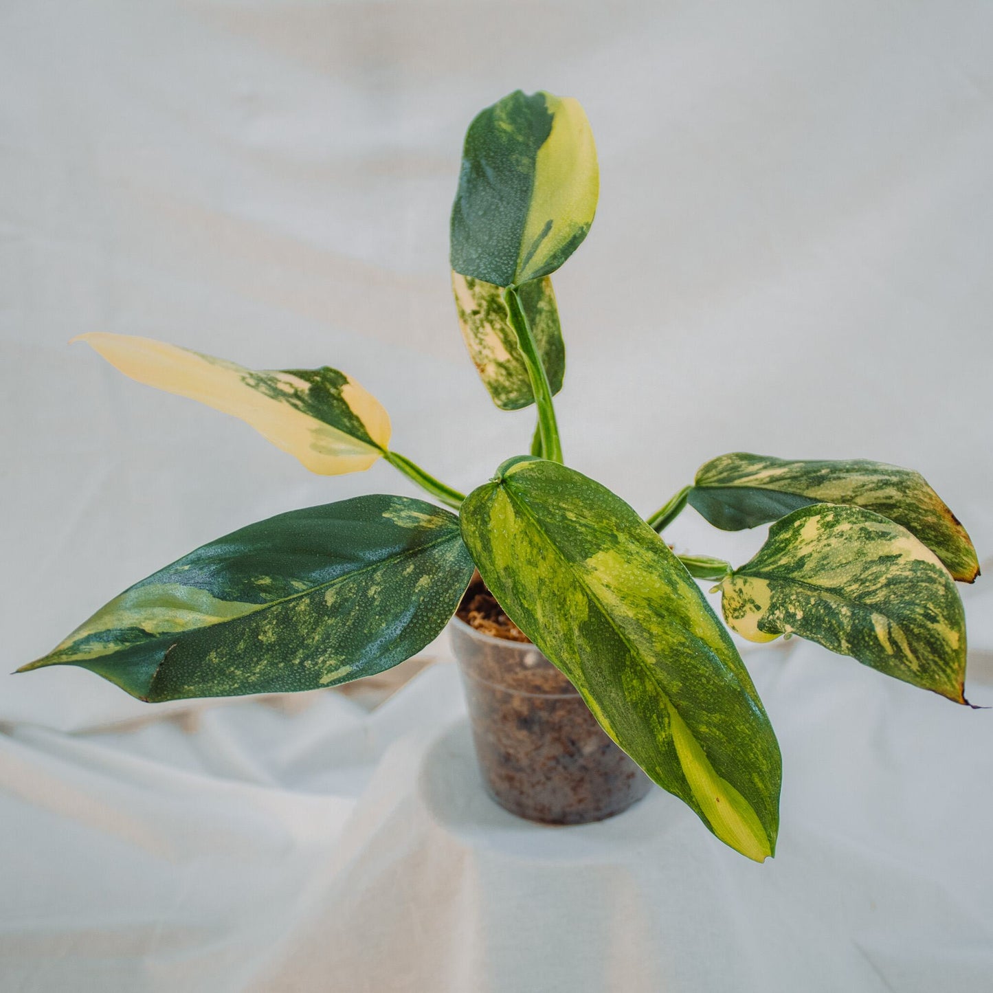 Philodendron Silver Sword Albo Variegata Large (SD24-01)