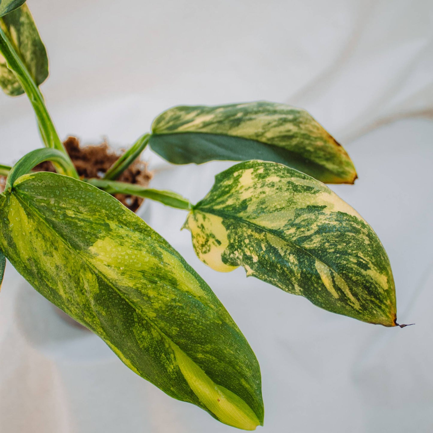 Philodendron Silver Sword Albo Variegata Large (SD24-01)