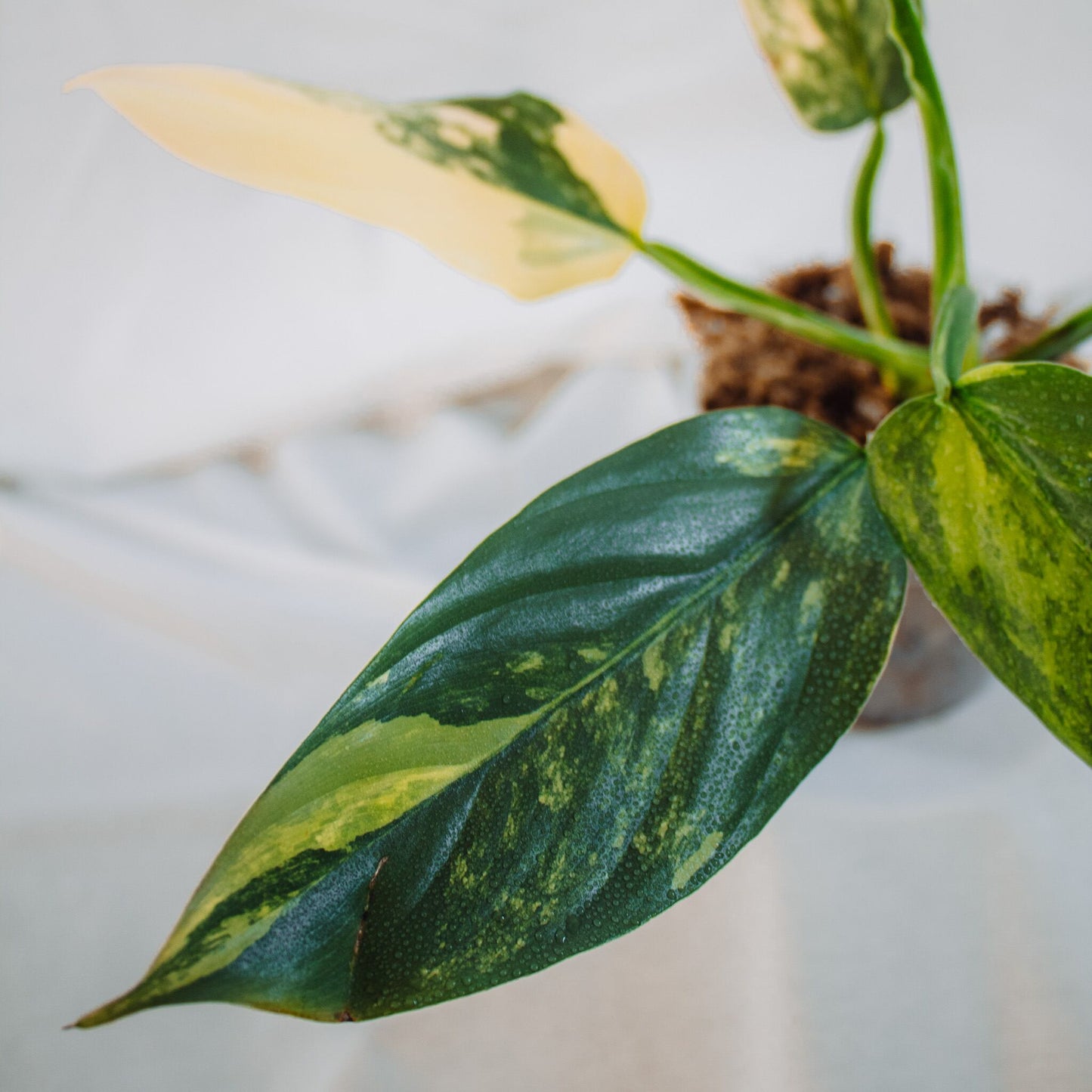 Philodendron Silver Sword Albo Variegata Large (SD24-01)