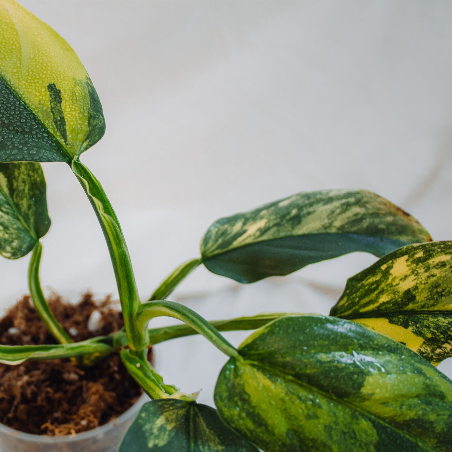 Philodendron Silver Sword Albo Variegata Large (SD24-01)