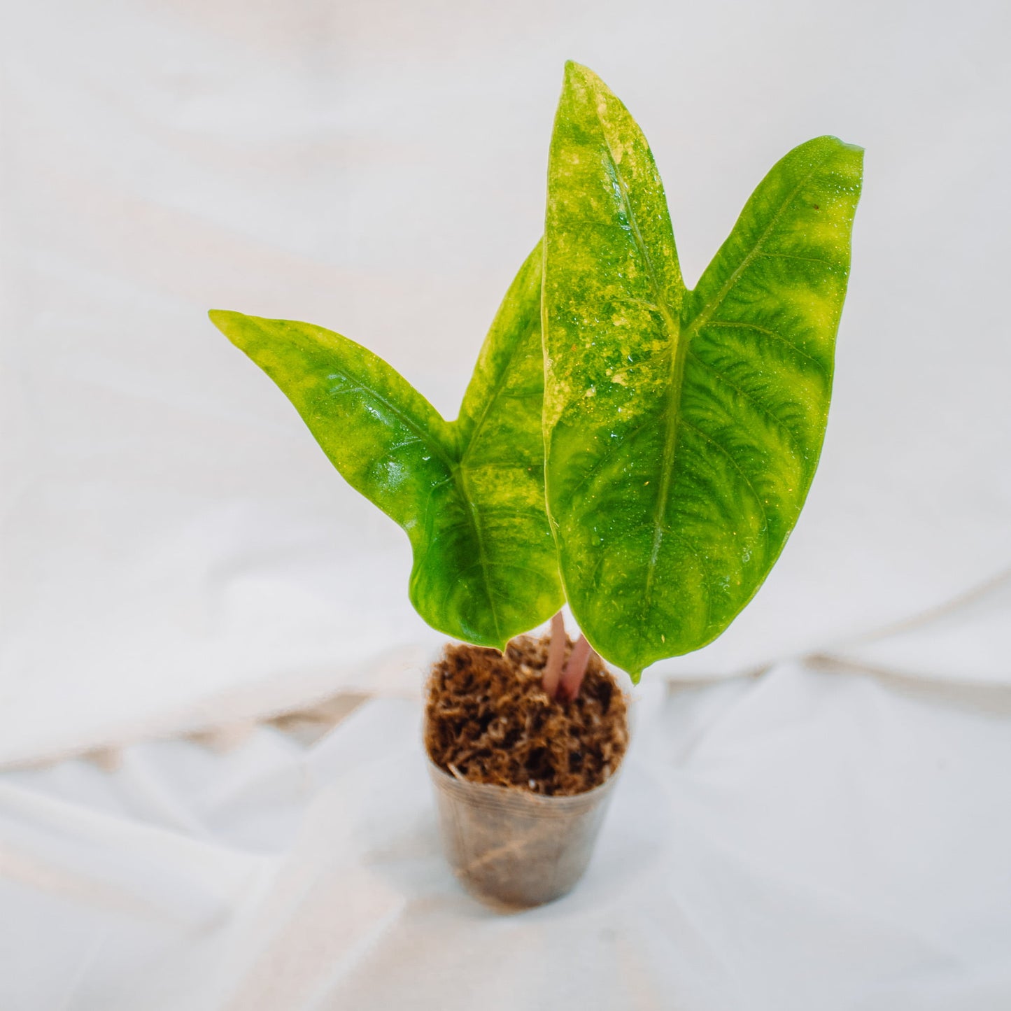 Alocasia Pink Dragon Variegated (SD24-01)