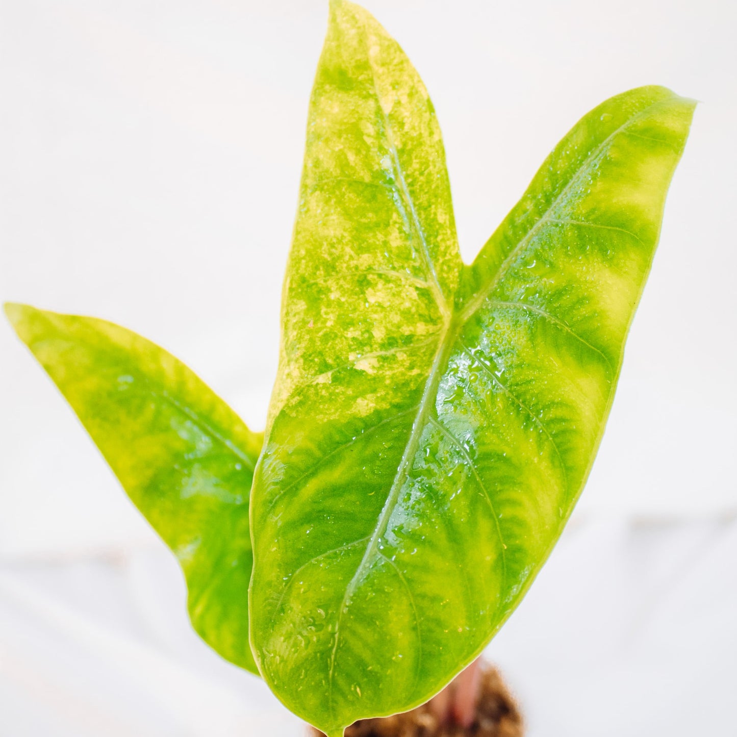 Alocasia Pink Dragon Variegated, Detroit, Michigan