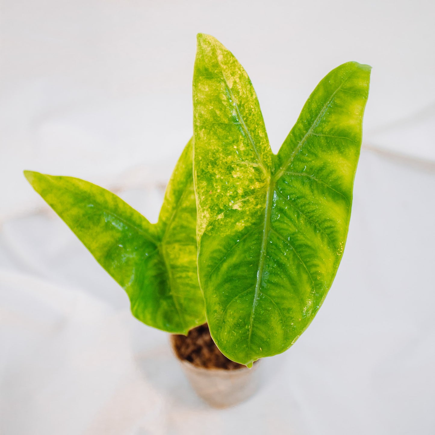 Alocasia Pink Dragon Variegated (SD24-01)