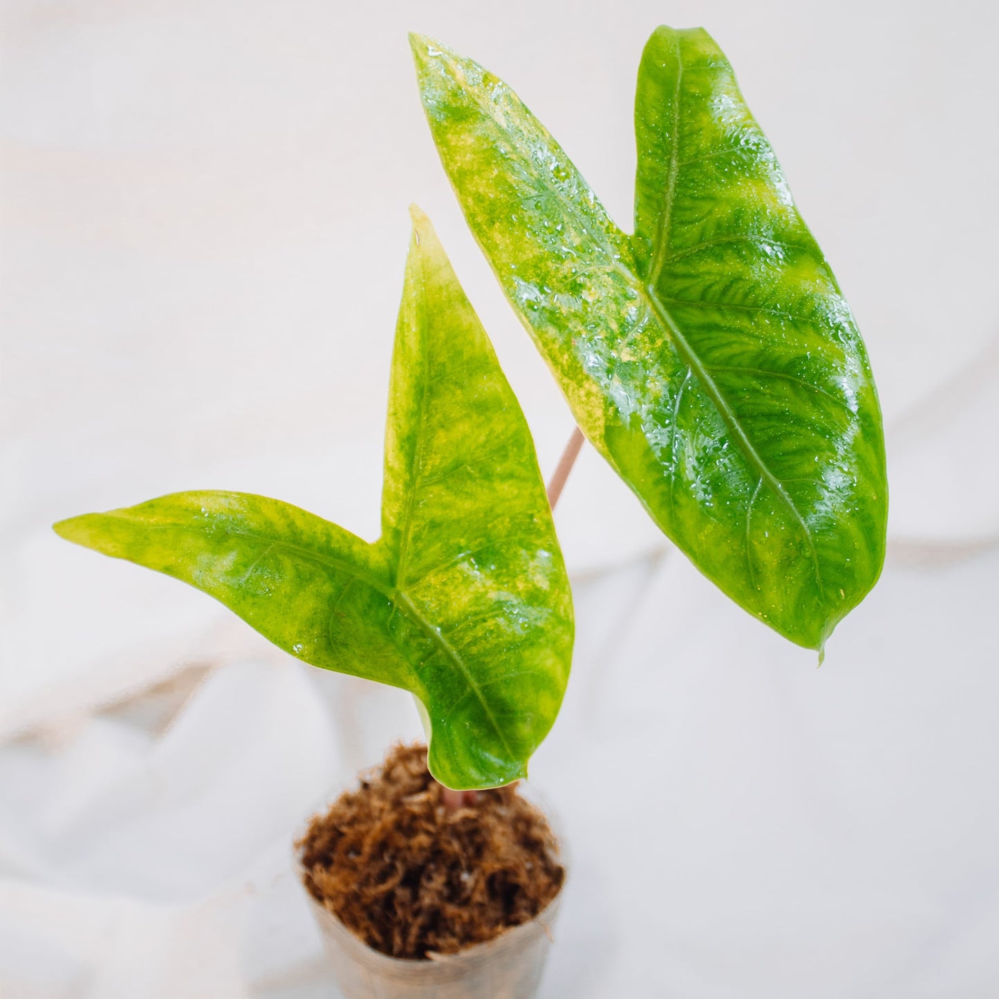 Alocasia Pink Dragon Variegated (SD24-01)