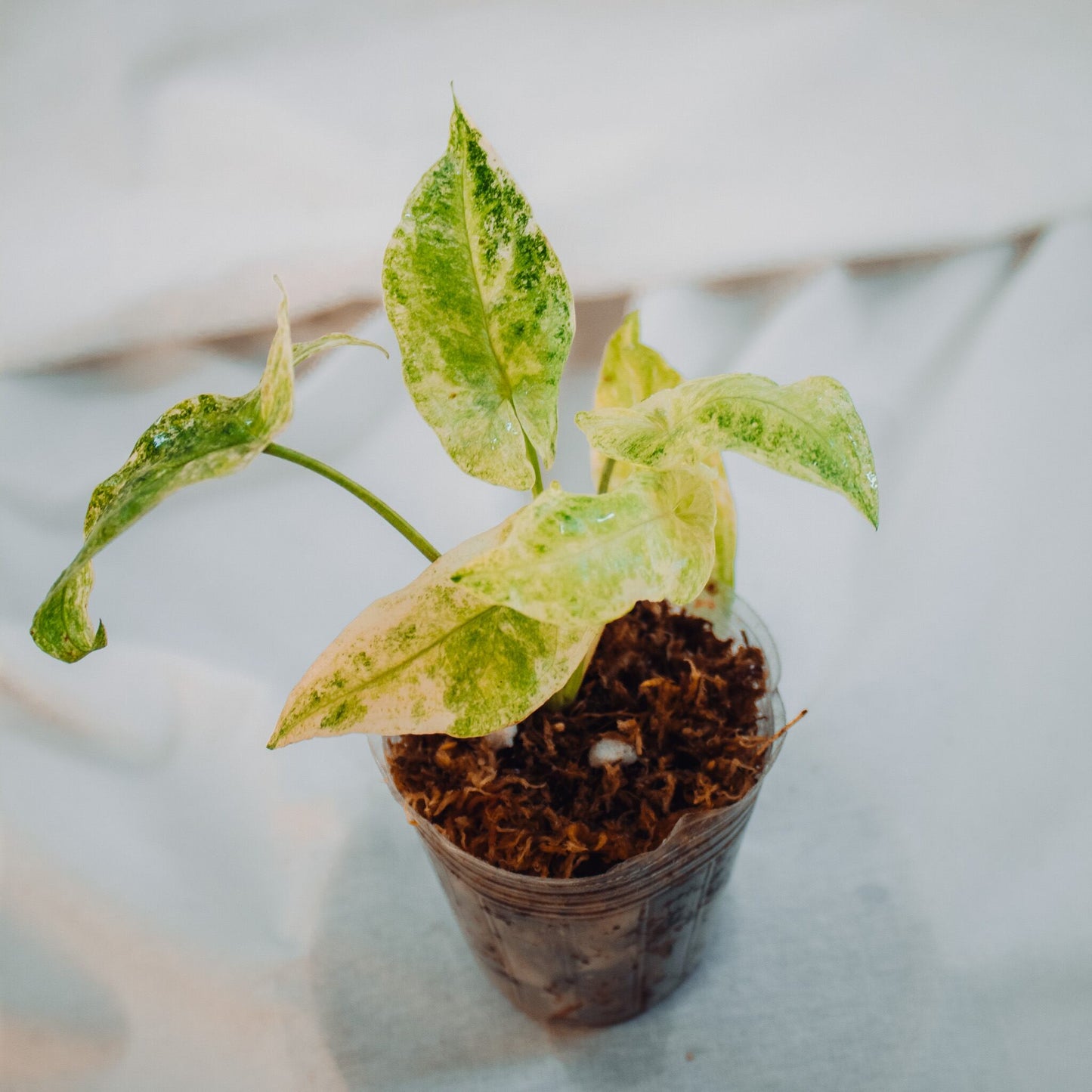 Syngonium Batik Albo Variegated (SD24-02)