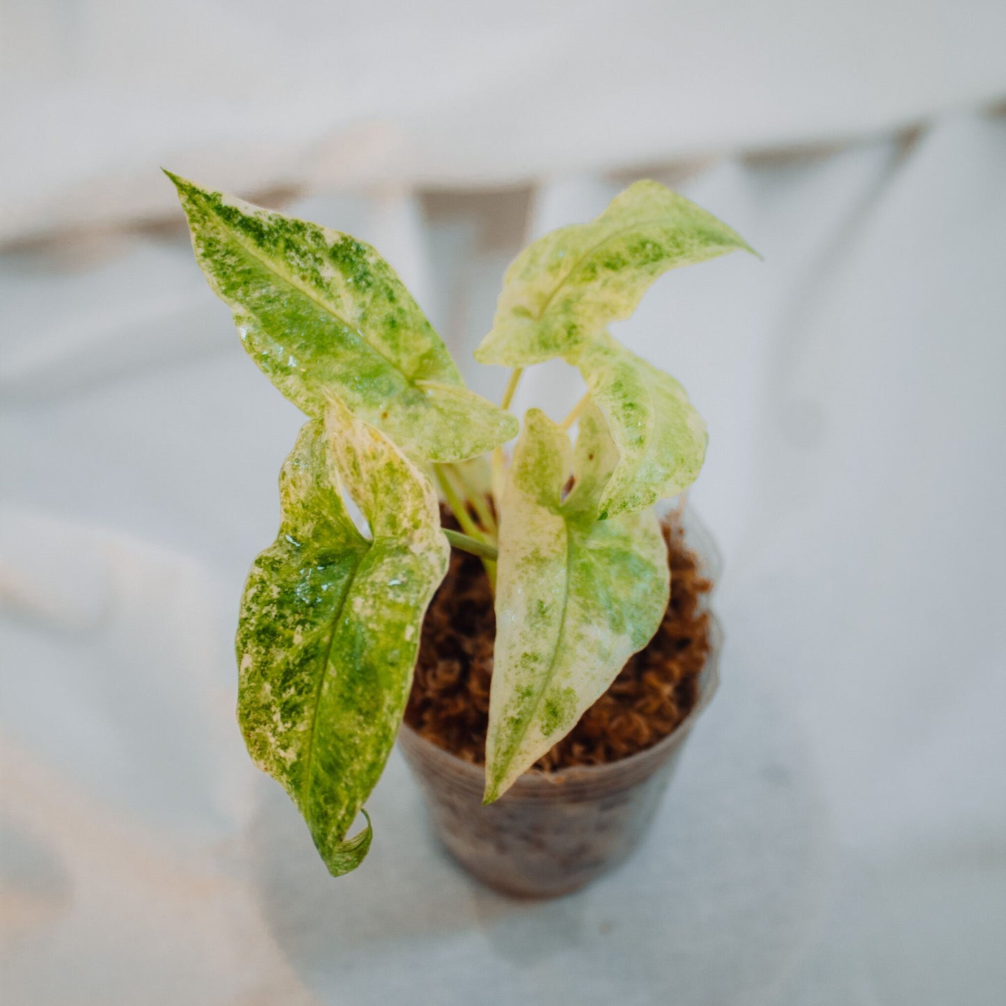 Syngonium Batik Albo Variegated (SD24-02)