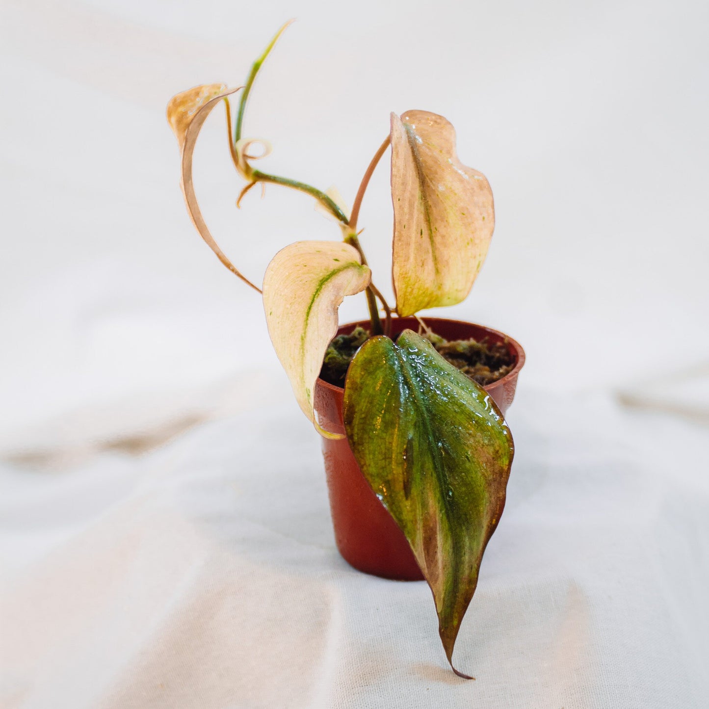 Philodendron Micans Variegated (SD24-03)