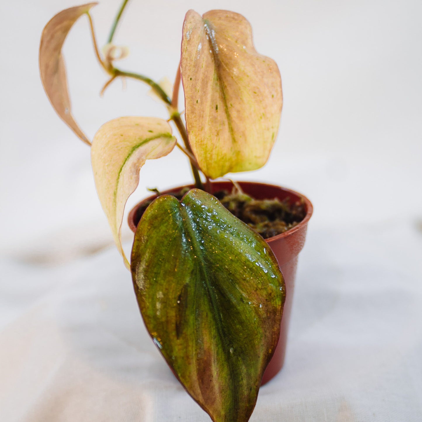 Philodendron Micans Variegated (SD24-03)