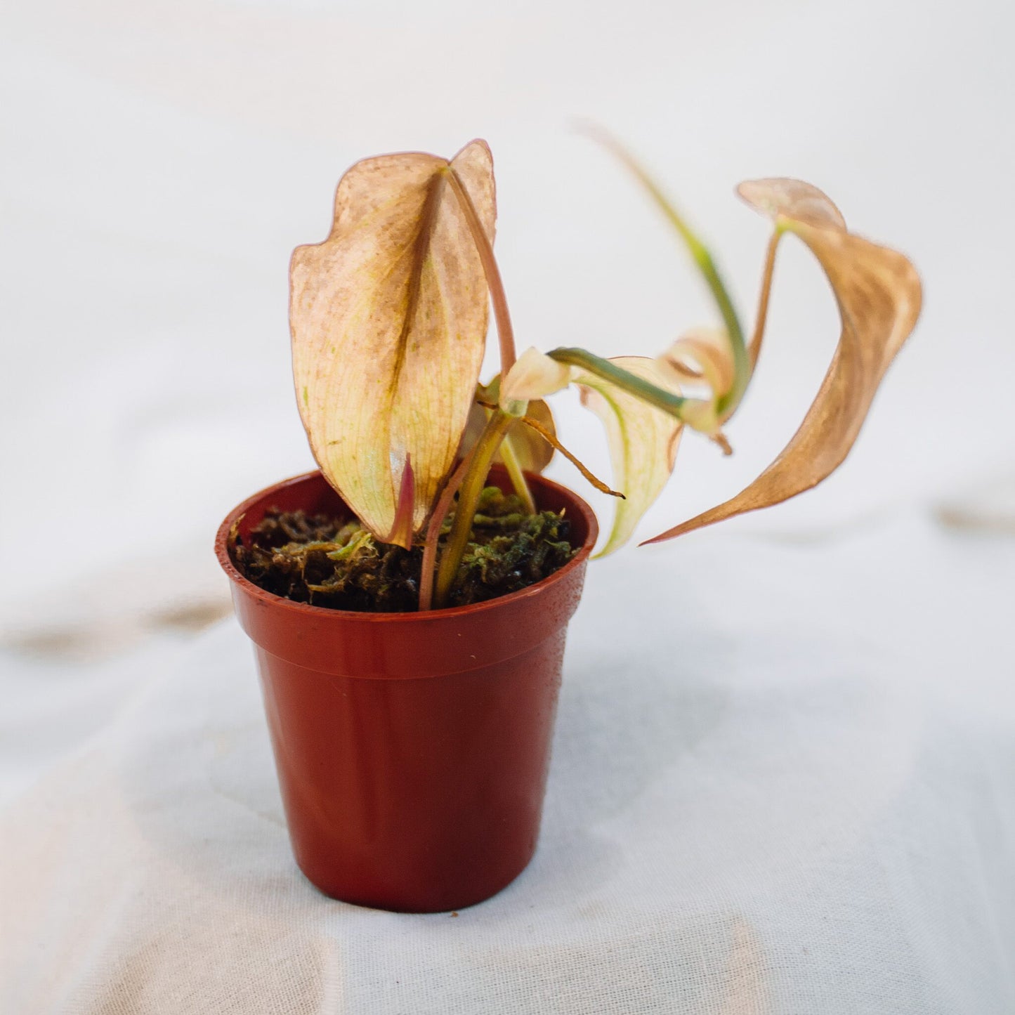 Philodendron Micans Variegated (SD24-03)