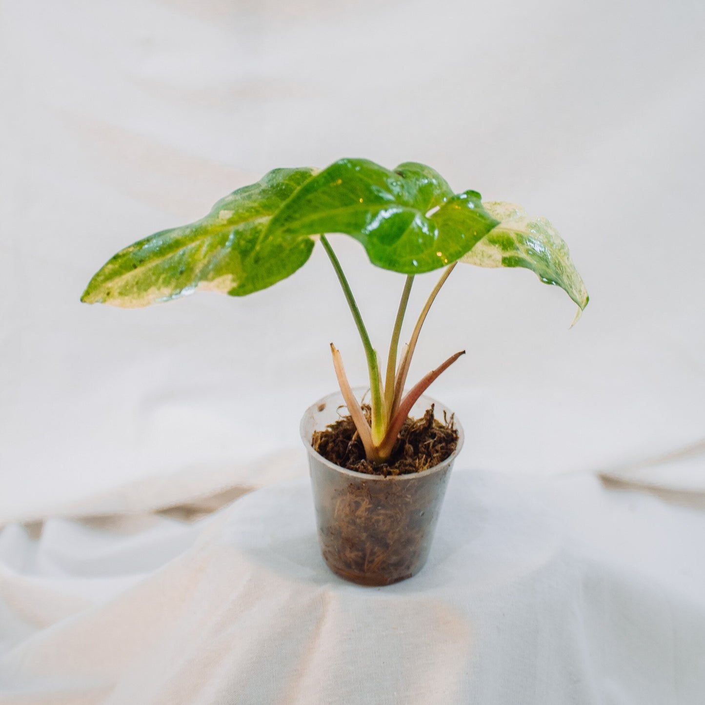 Syngonium Batik Albo Variegated (SD24-03)