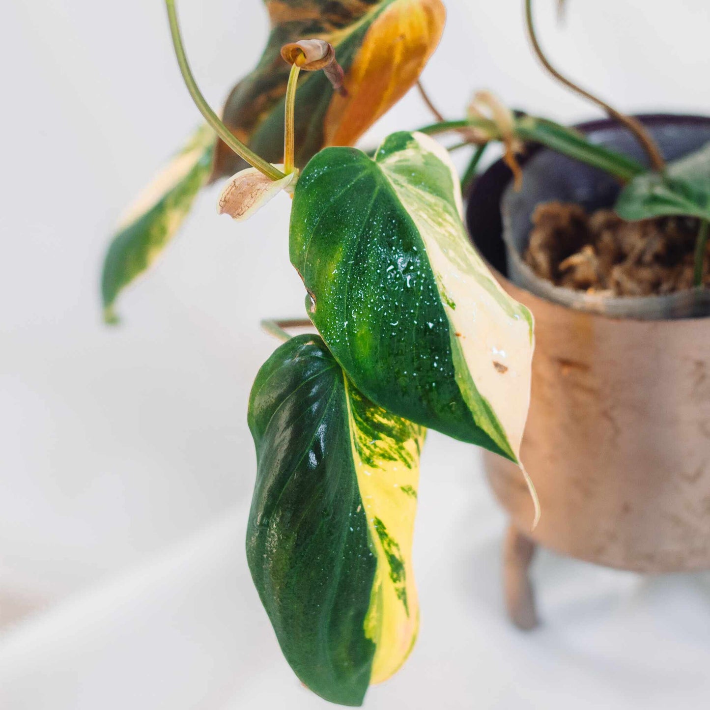 Philodendron Micans Variegated "Ferrari" (SD25-01)