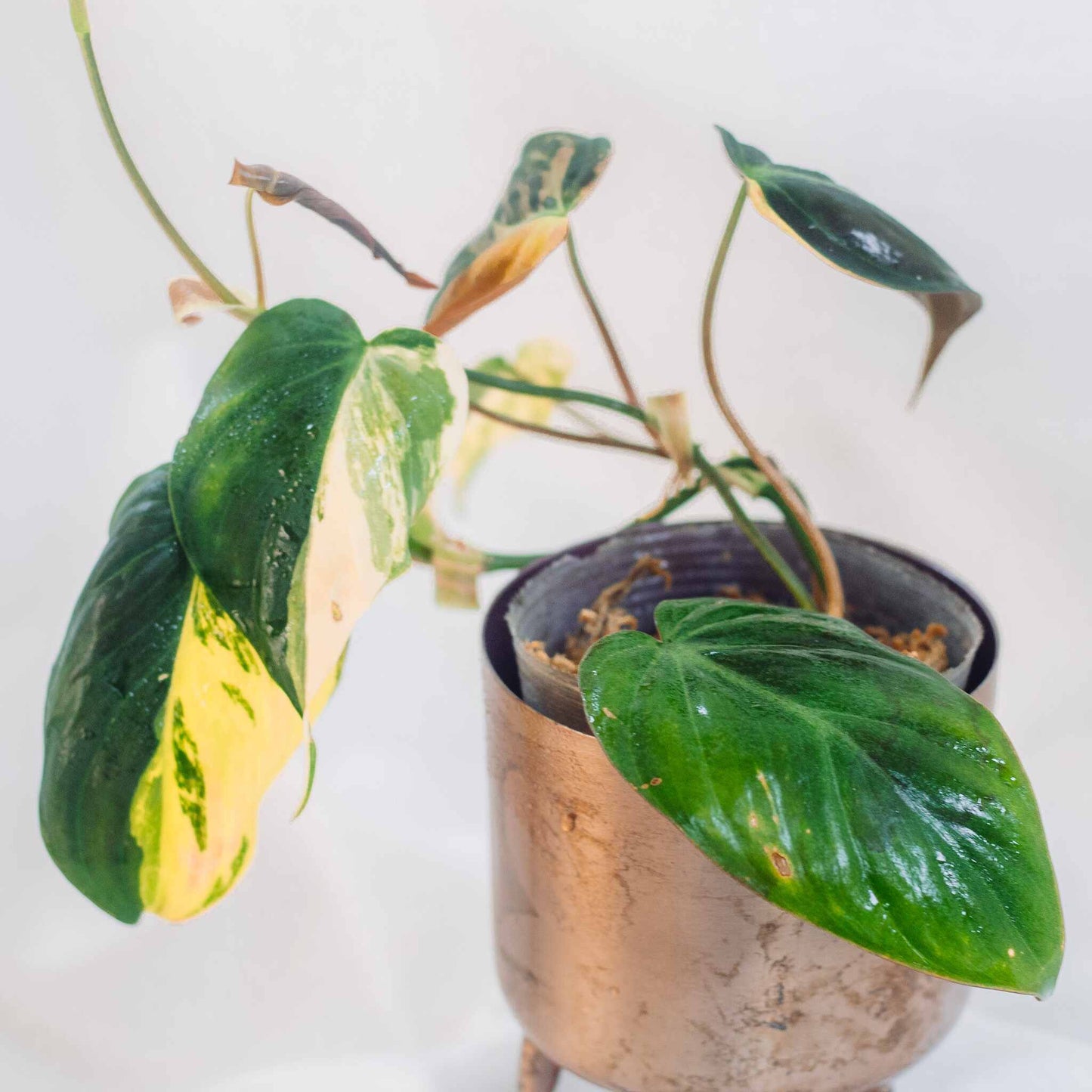 Philodendron Micans Variegated "Ferrari" (SD25-01)