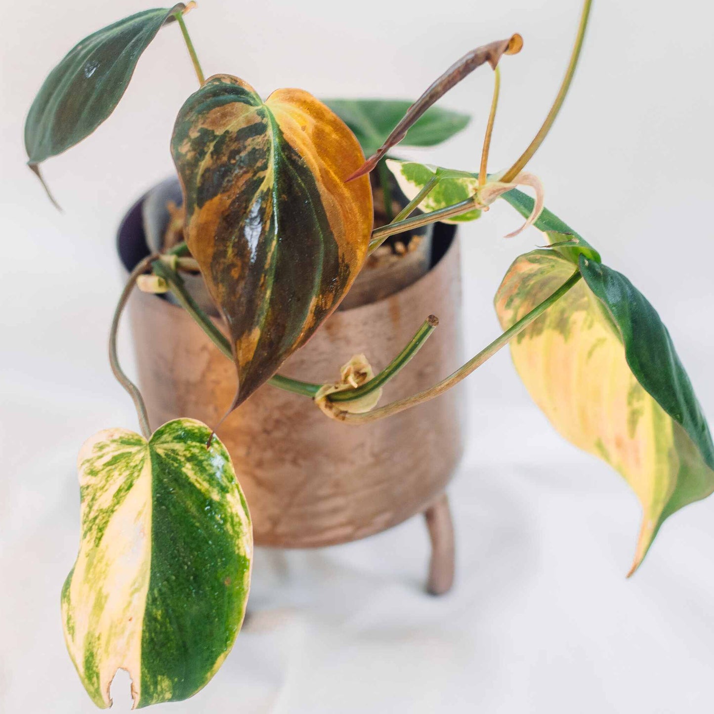 Philodendron Micans Variegated "Ferrari" (SD25-01)