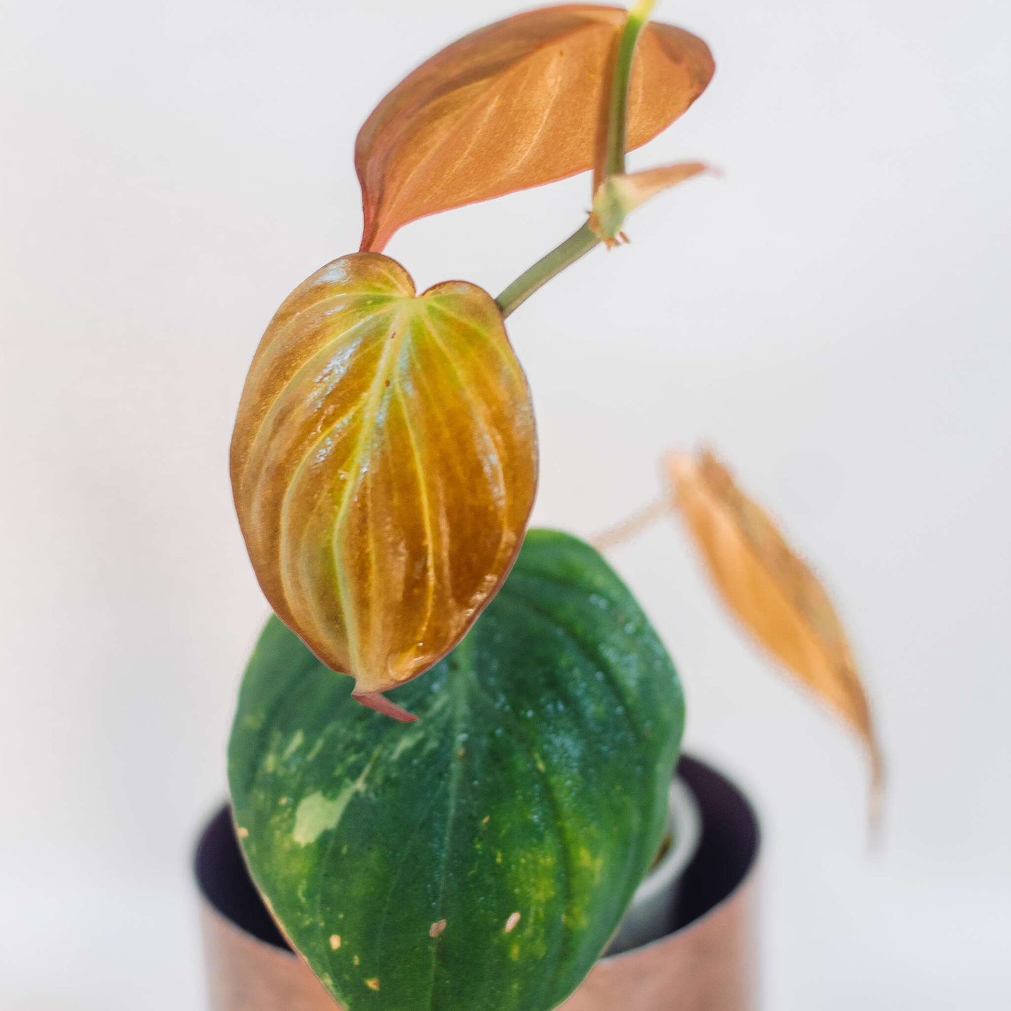 Philodendron Micans Aurea Stressed Pink (SD25-01)