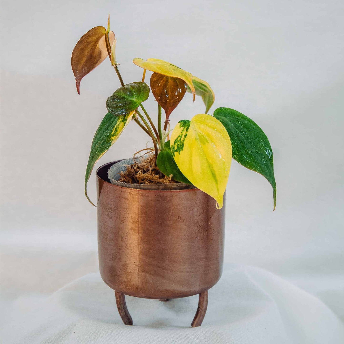 Philodendron Micans Aurea Variegated (SD25-03)