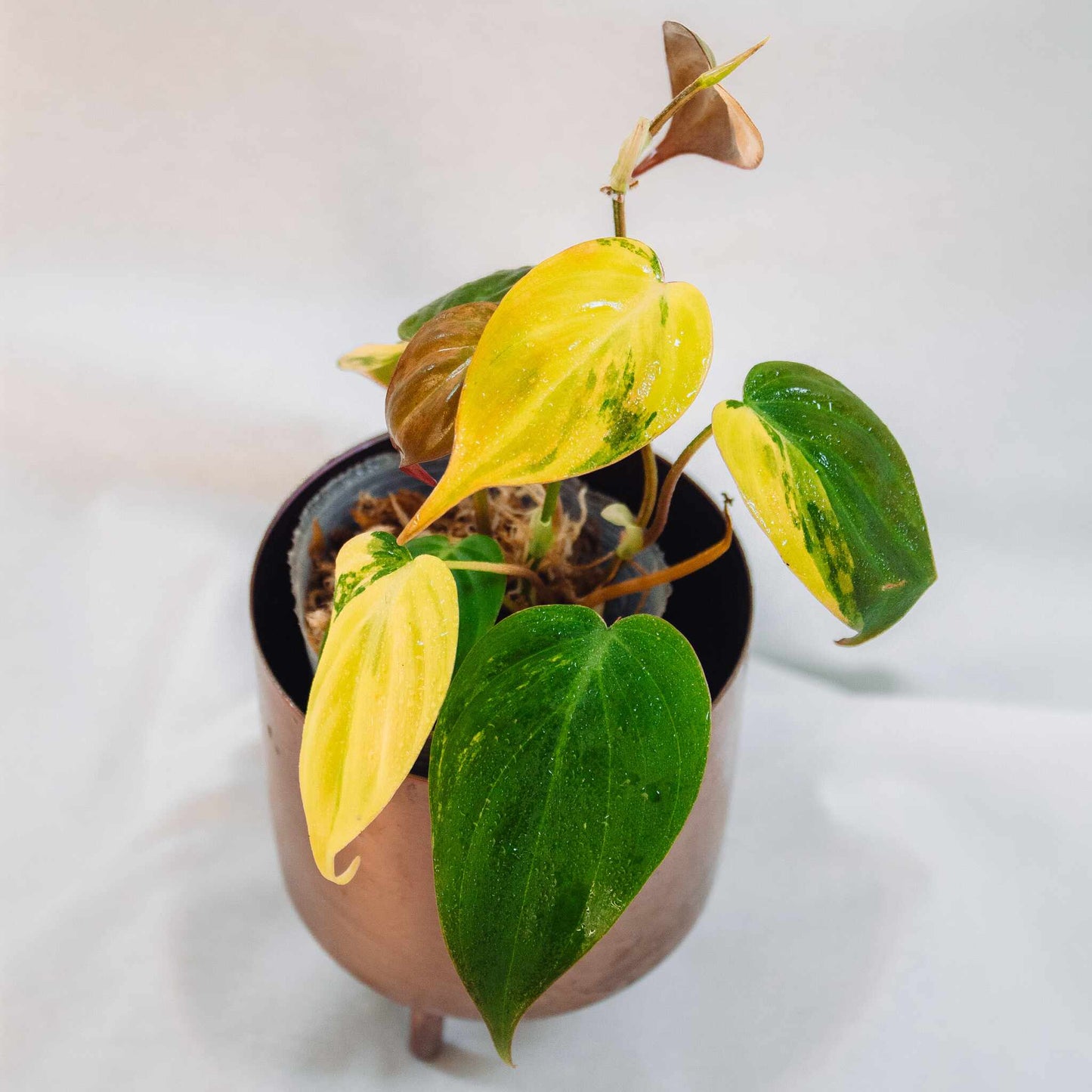 Philodendron Micans Aurea Variegated (SD25-03)