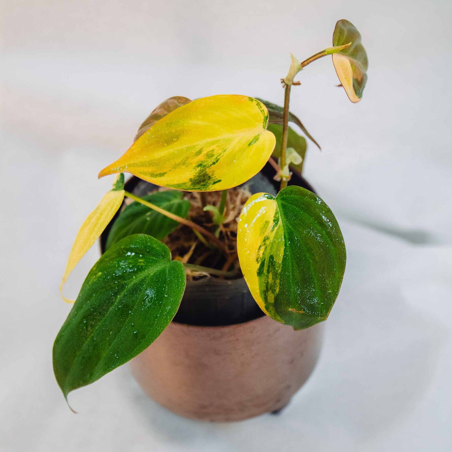 Philodendron Micans Aurea Variegated (SD25-03)