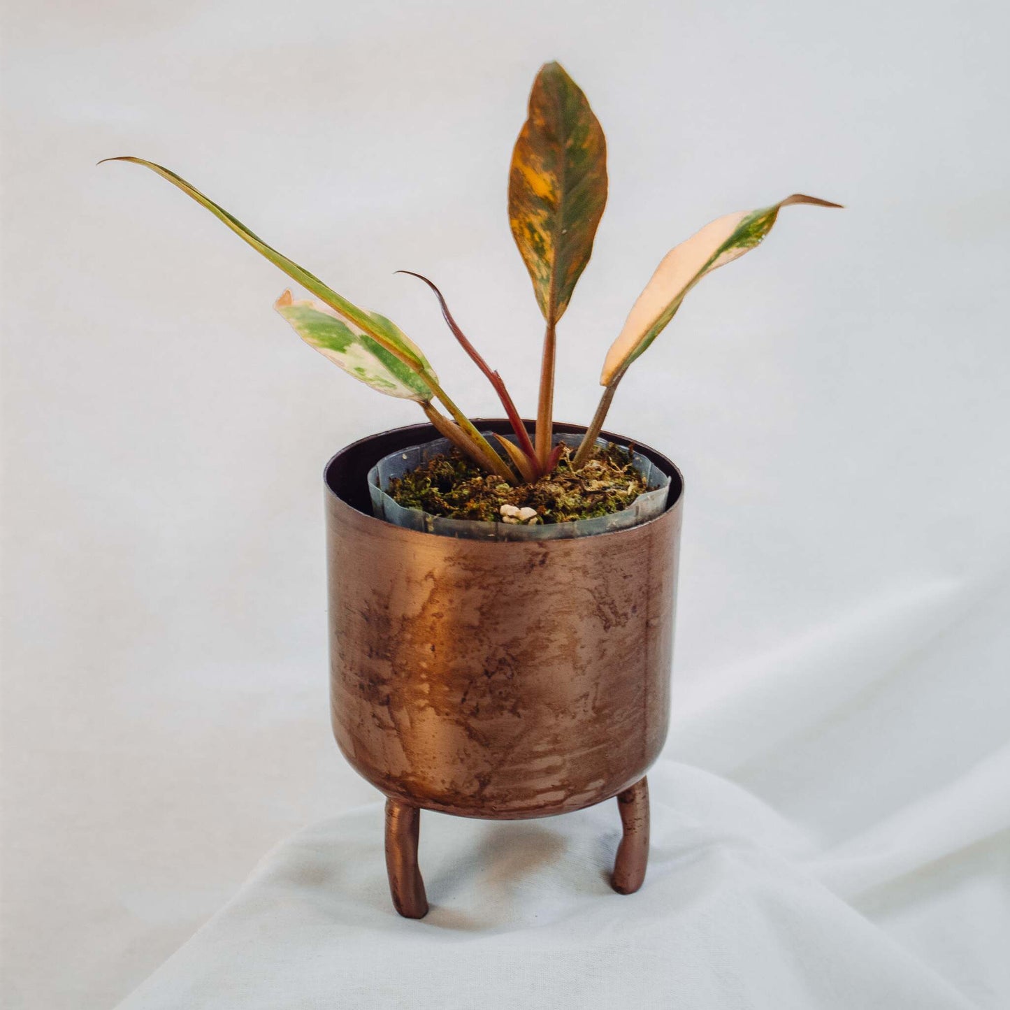 Philodendron Caramel Marble Stressed Pink (SD25-01)