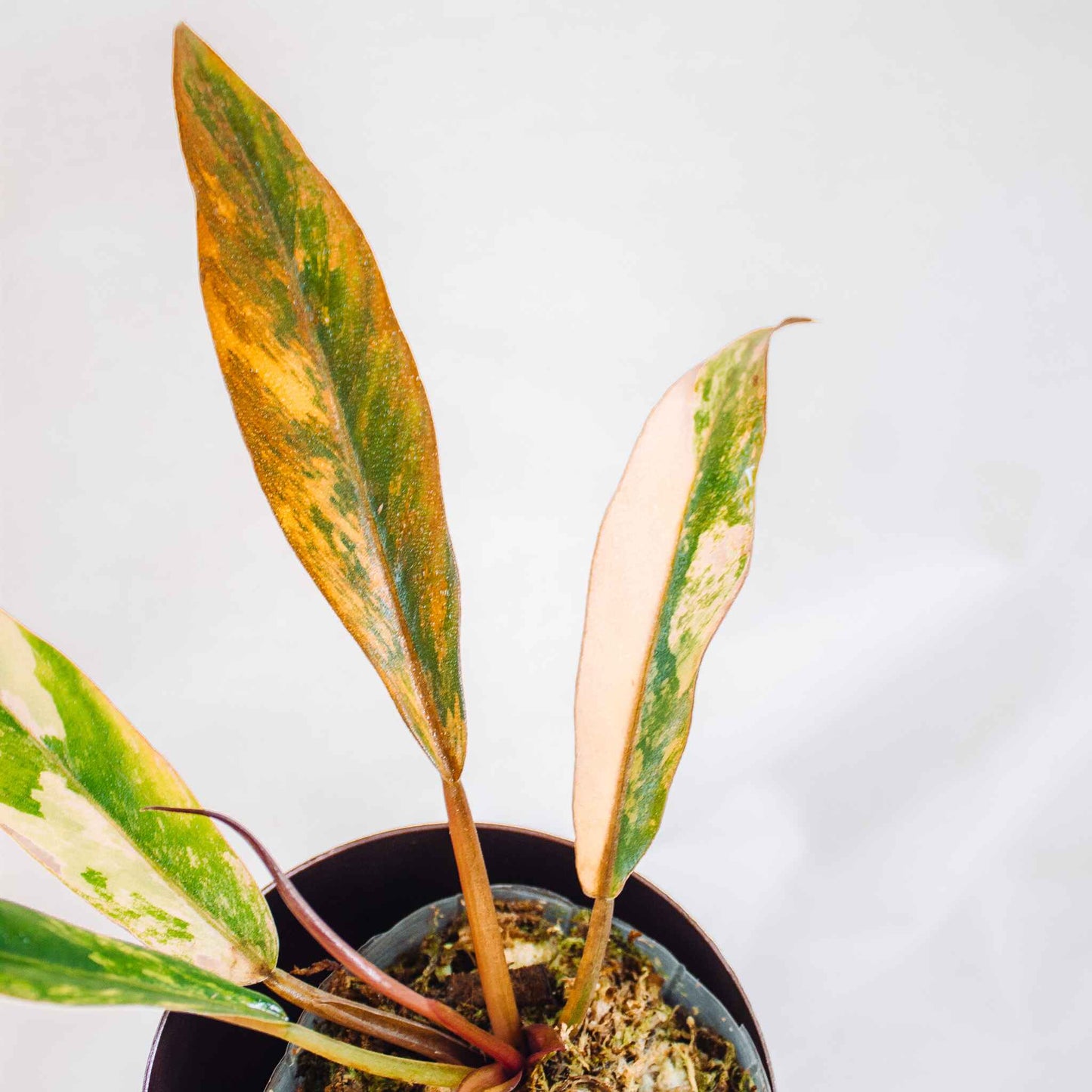Philodendron Caramel Marble Stressed Pink (SD25-01)