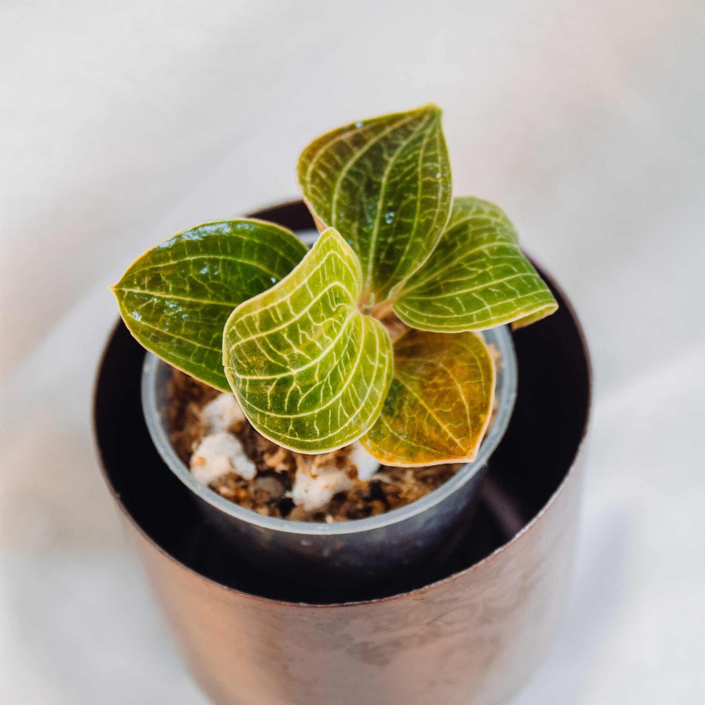 Jewel Orchid Anoectodes Charlotte's Web (Grower's Choice)