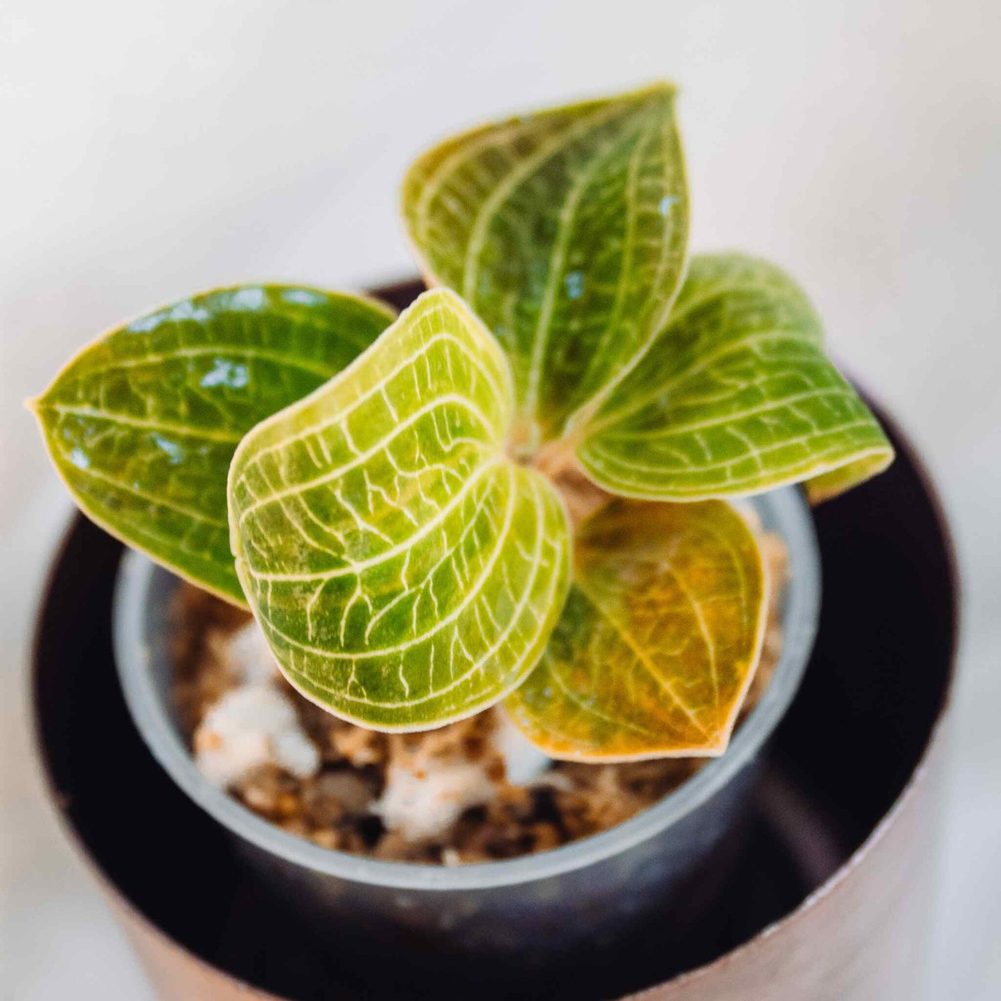 Jewel Orchid Anoectodes Charlotte's Web (Grower's Choice)