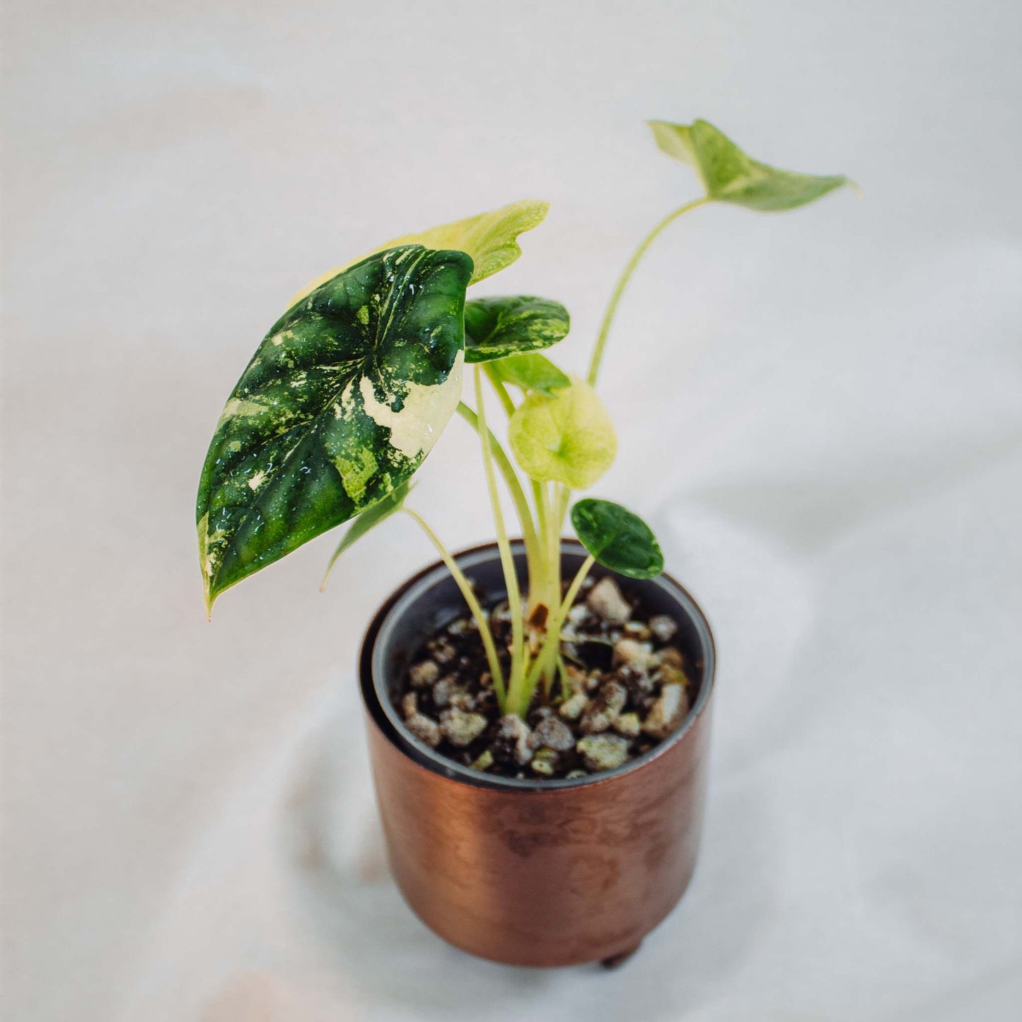 Alocasia 'Dragon Scale' Albo Variegated (SD25-01)