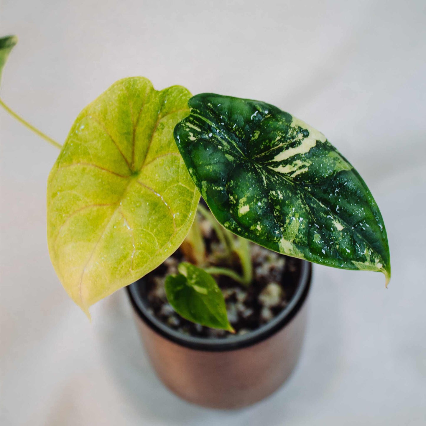 Alocasia 'Dragon Scale' Albo Variegated (SD25-01)