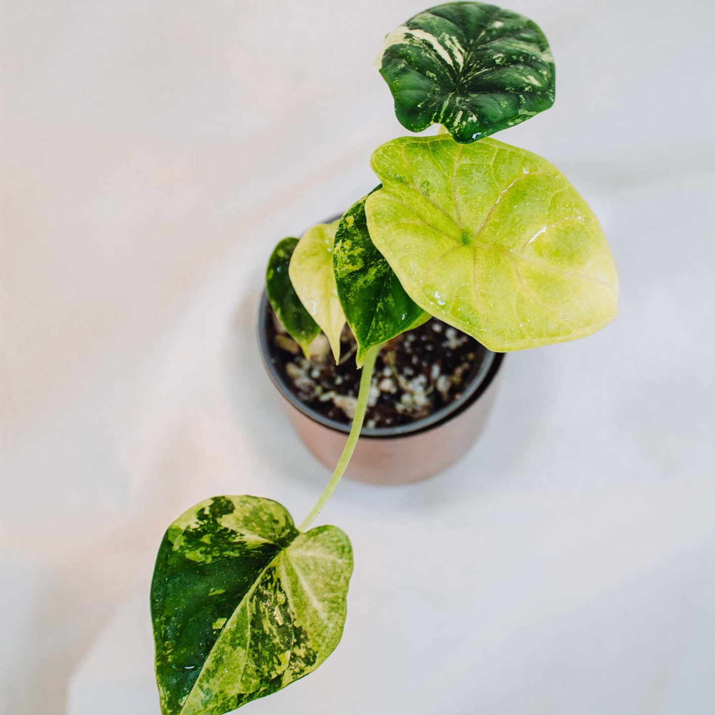 Alocasia 'Dragon Scale' Albo Variegated (SD25-01)