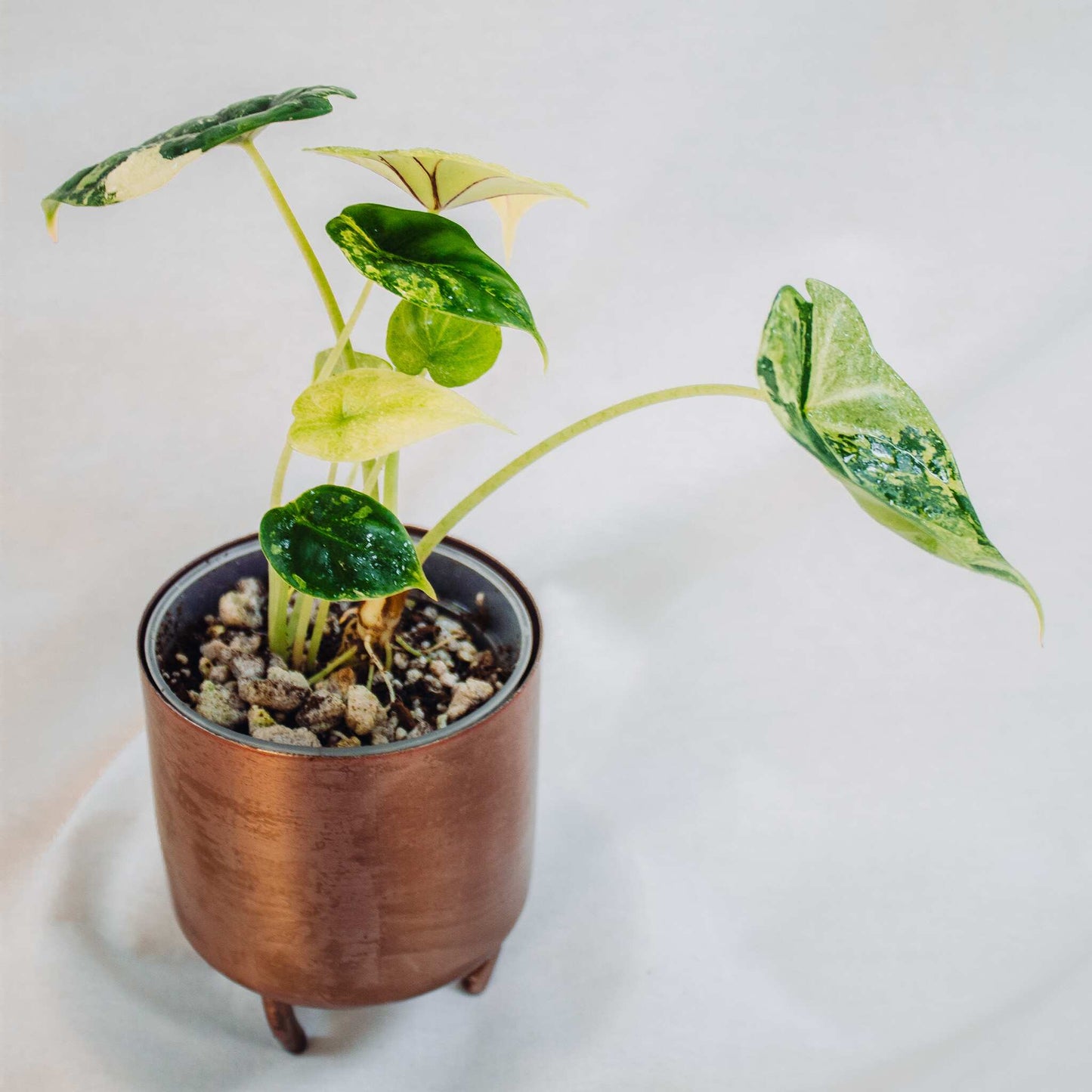 Alocasia 'Dragon Scale' Albo Variegated (SD25-01)