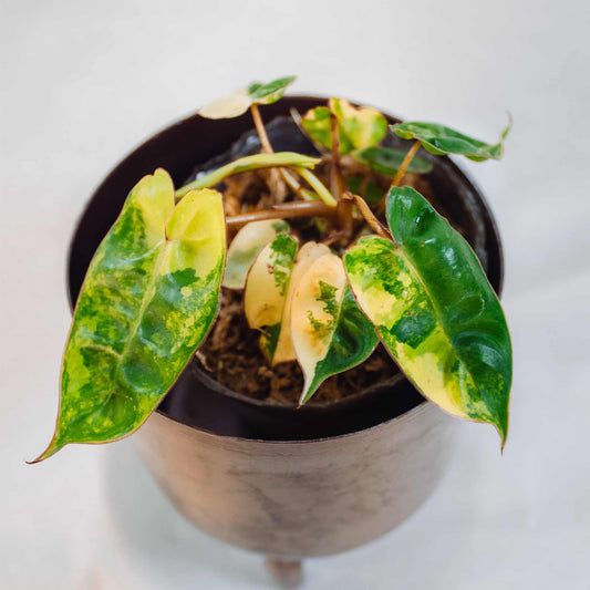 Philodendron Billietiae Variegated (SD25-01)