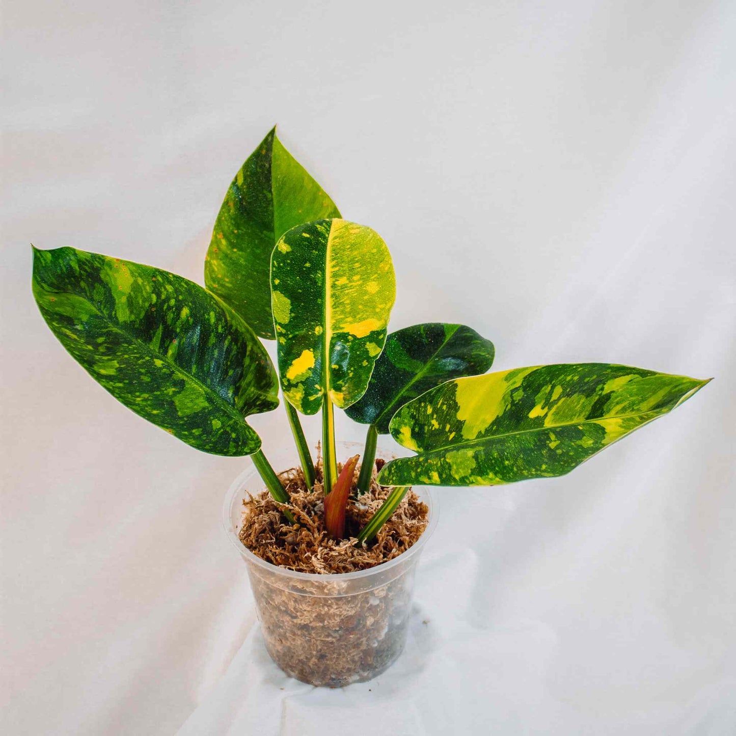 Philodendron Green Congo Nuclear Variegated (SD25-01)