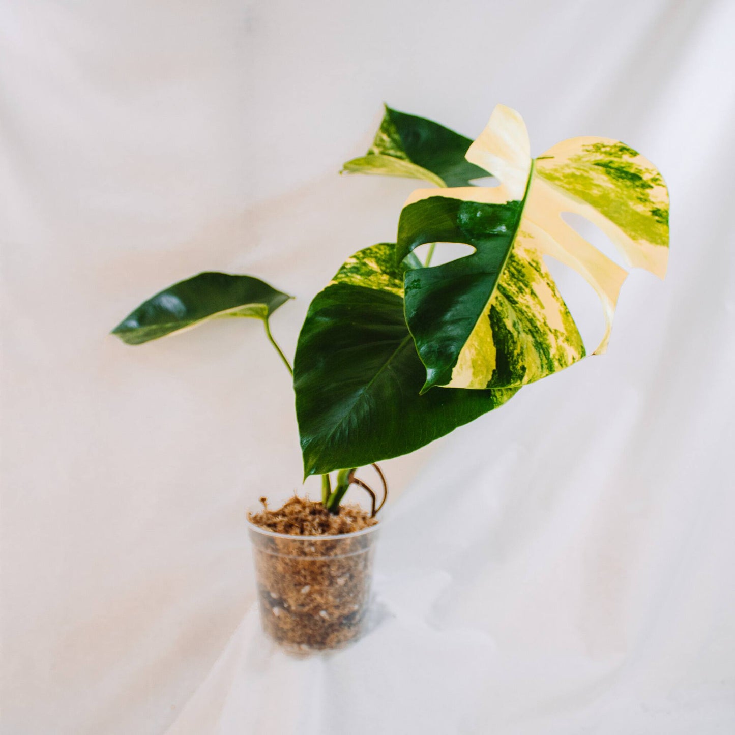 Monstera Deliciosa Aurea Tricolor Variegated (SD25-01)