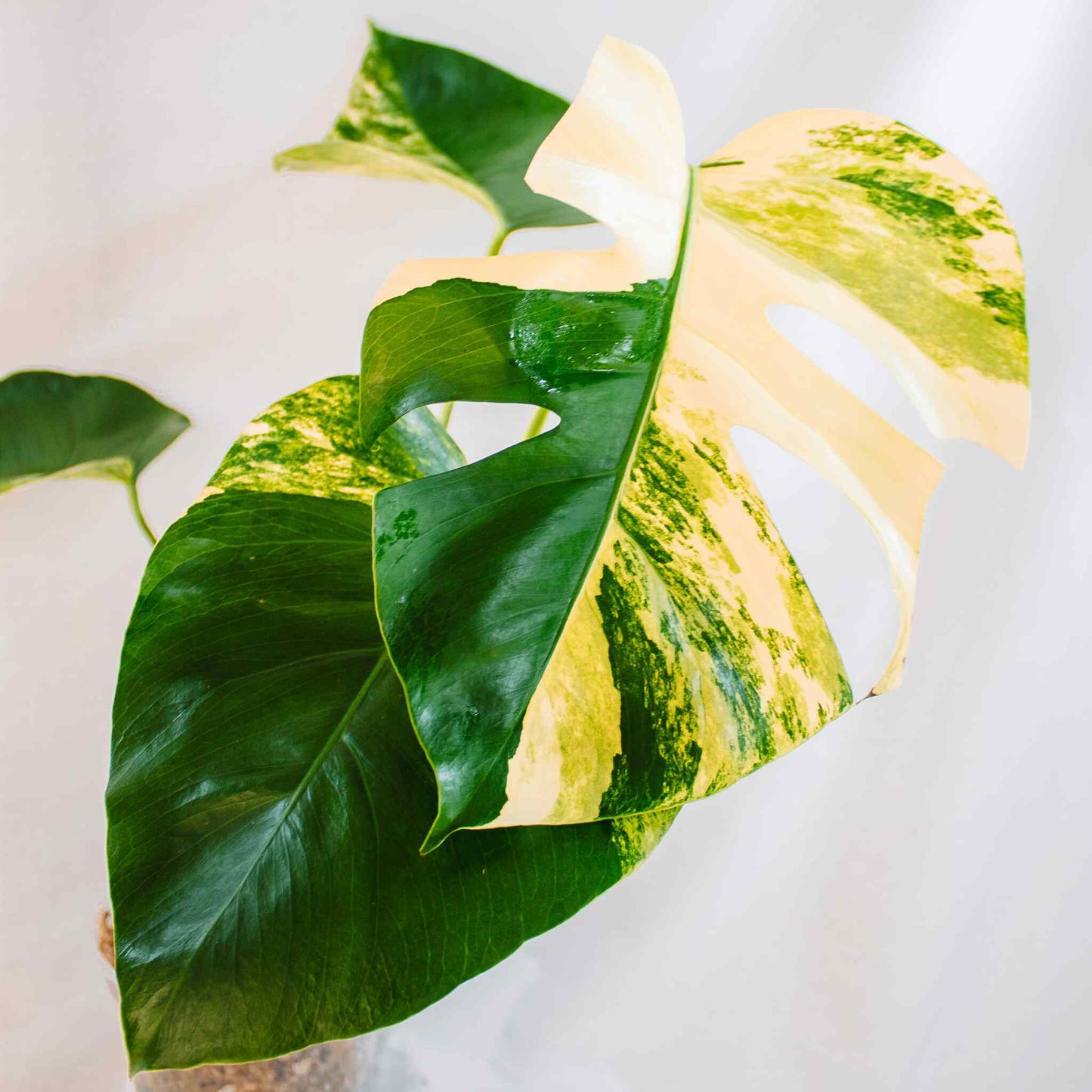 Monstera Deliciosa Aurea Tricolor Variegated (SD25-01) – Dandi Plants