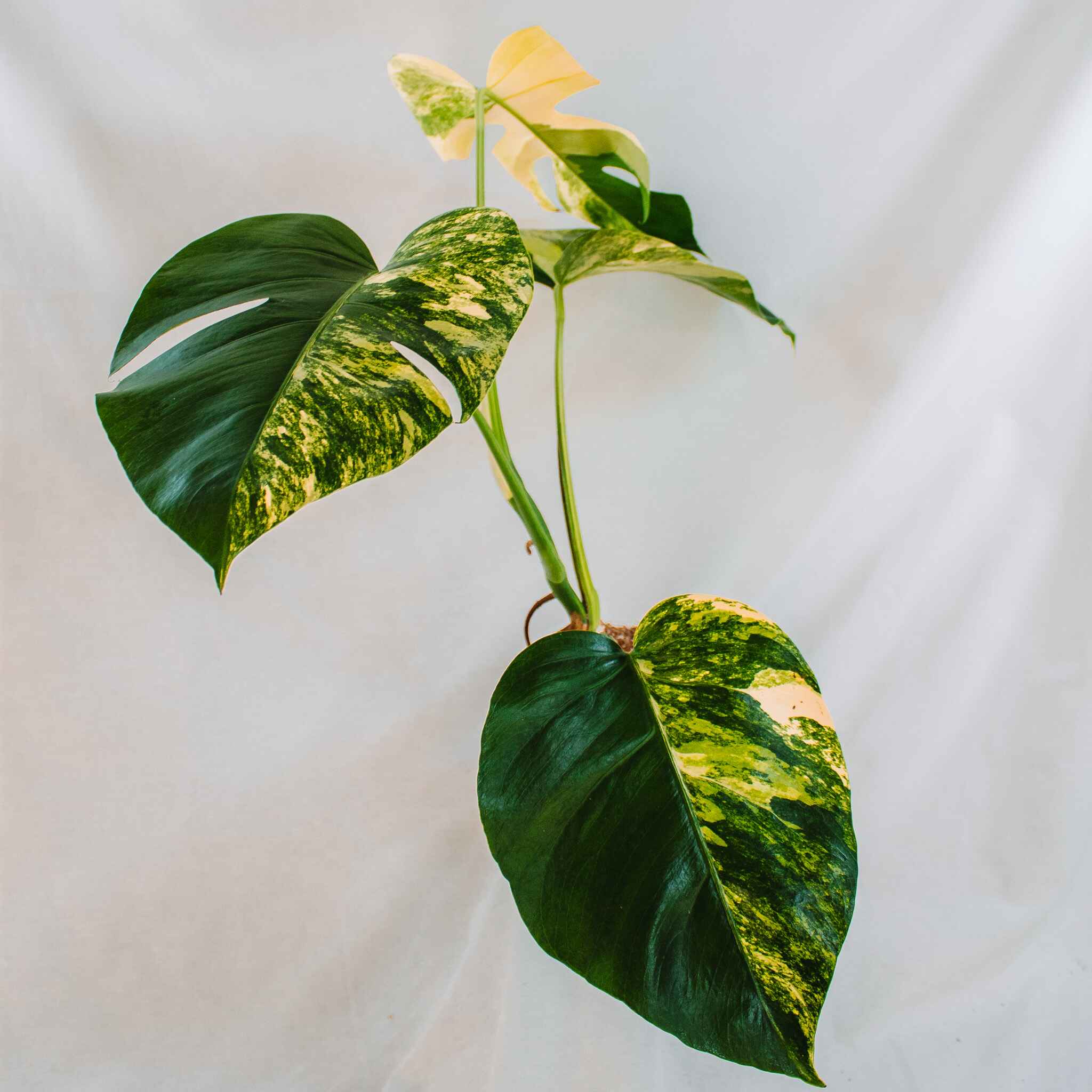 Monstera Deliciosa Aurea Tricolor Variegated (SD25-01) – Dandi Plants