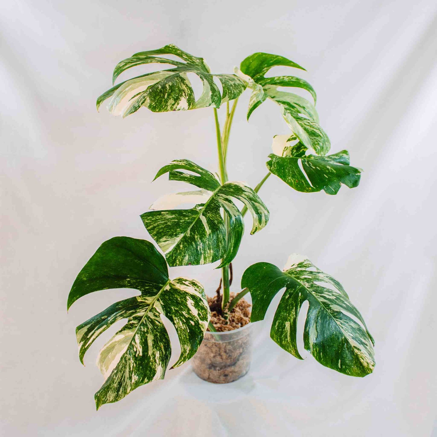 Monstera Deliciosa Borsigiana Albo Variegated (SD25-02)