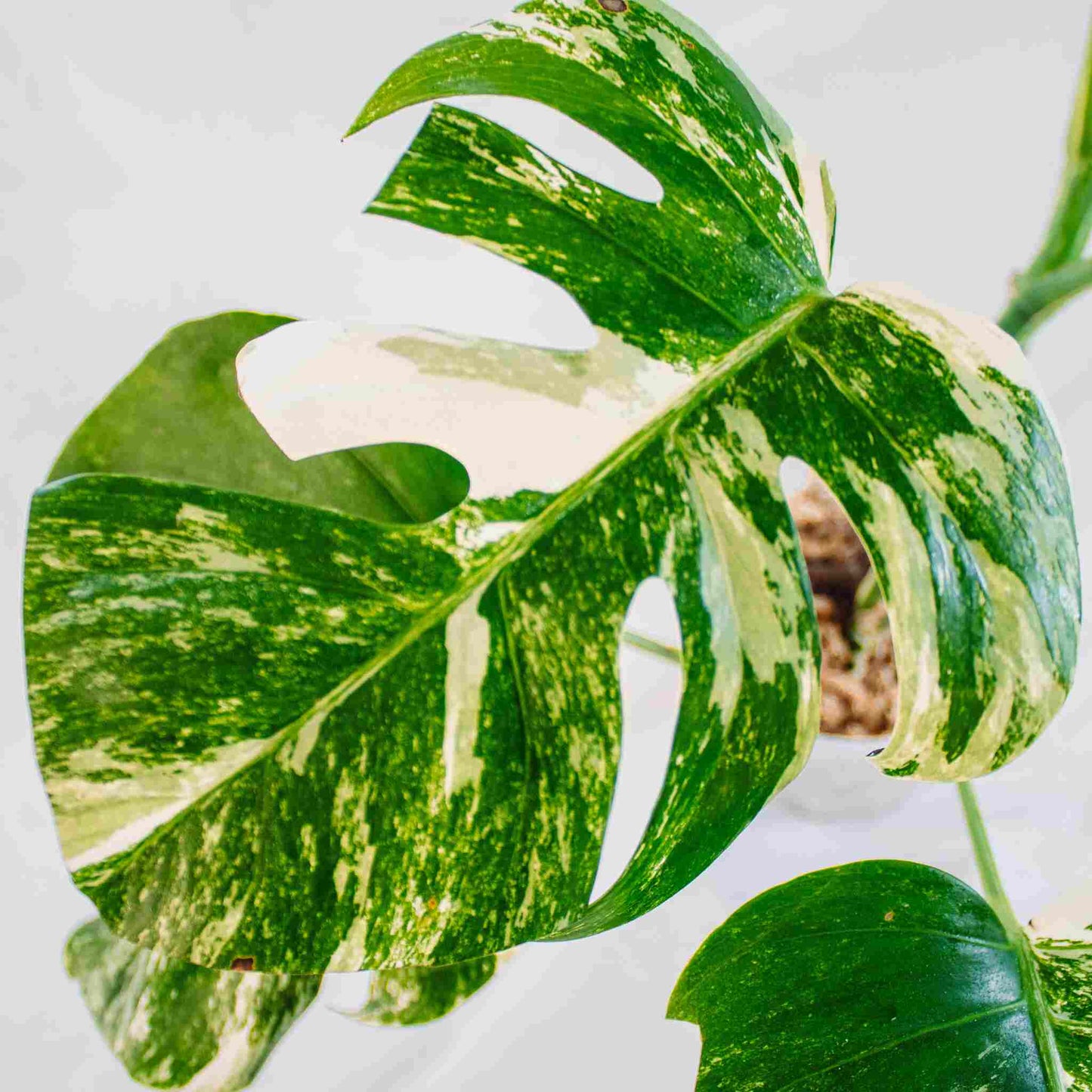 Monstera Deliciosa Borsigiana Albo Variegated (SD25-02)