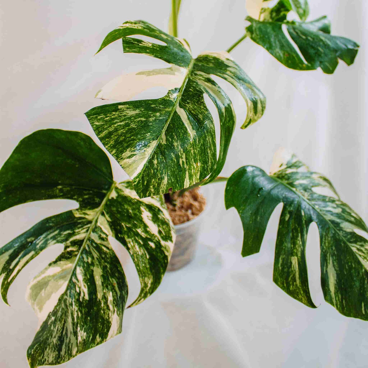 Monstera Deliciosa Borsigiana Albo Variegated (SD25-02)