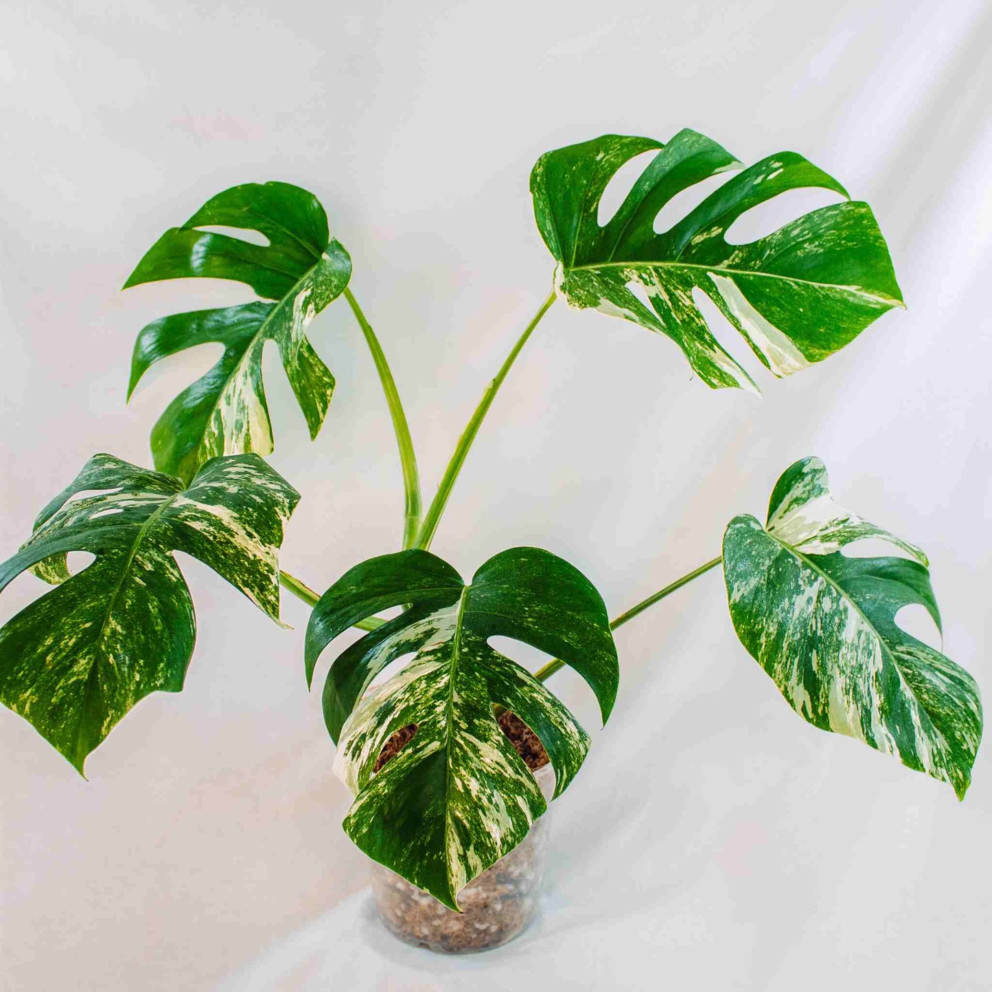 Monstera Deliciosa Borsigiana Albo Variegated (SD25-03)