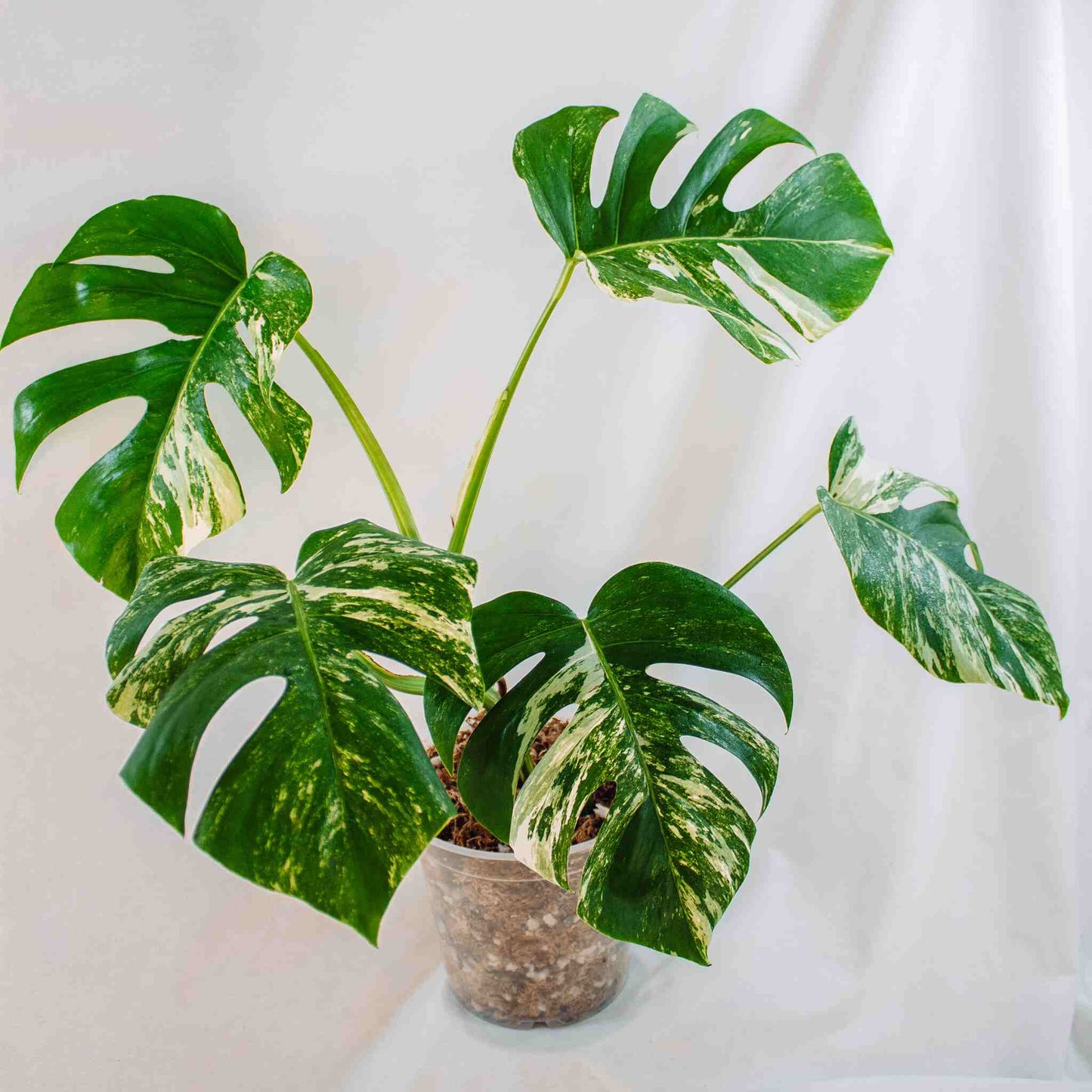 Monstera Deliciosa Borsigiana Albo Variegated (SD25-03)