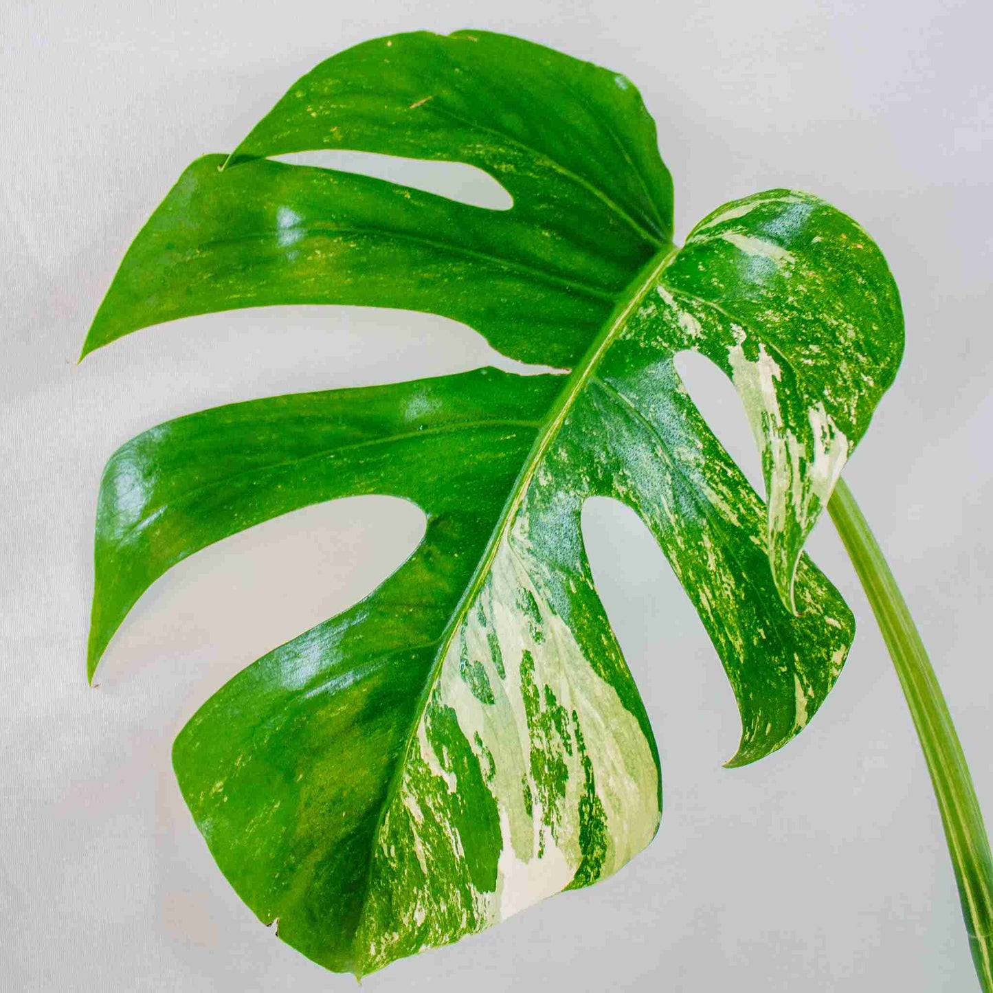 Monstera Deliciosa Borsigiana Albo Variegated (SD25-03)