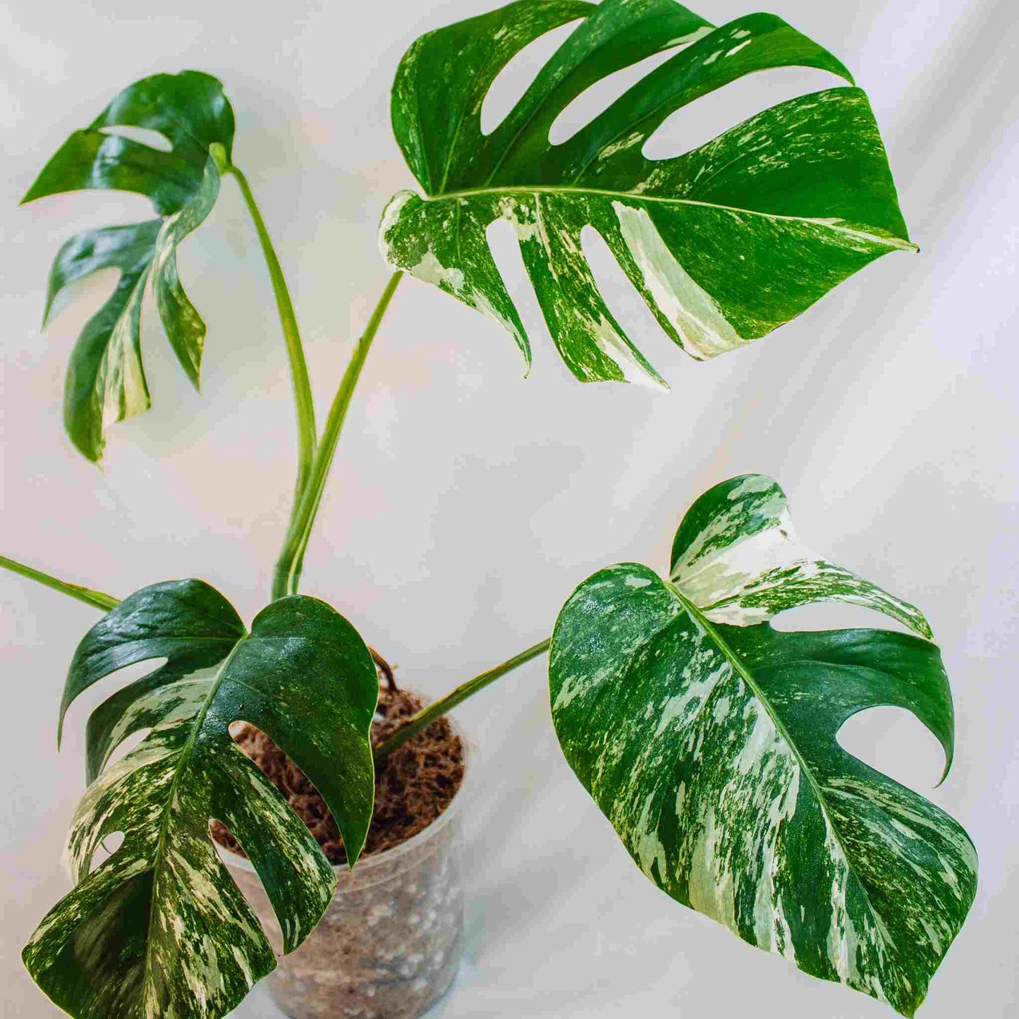 Monstera Deliciosa Borsigiana Albo Variegated (SD25-03)