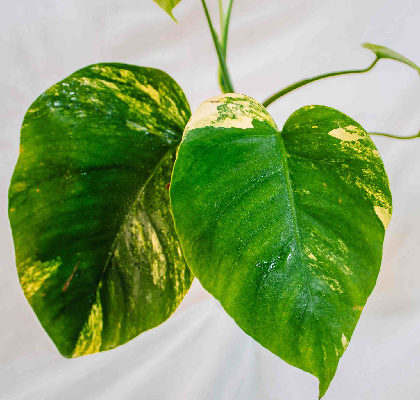 Monstera Deliciosa Borsigiana Aurea Variegated (SD25-04)