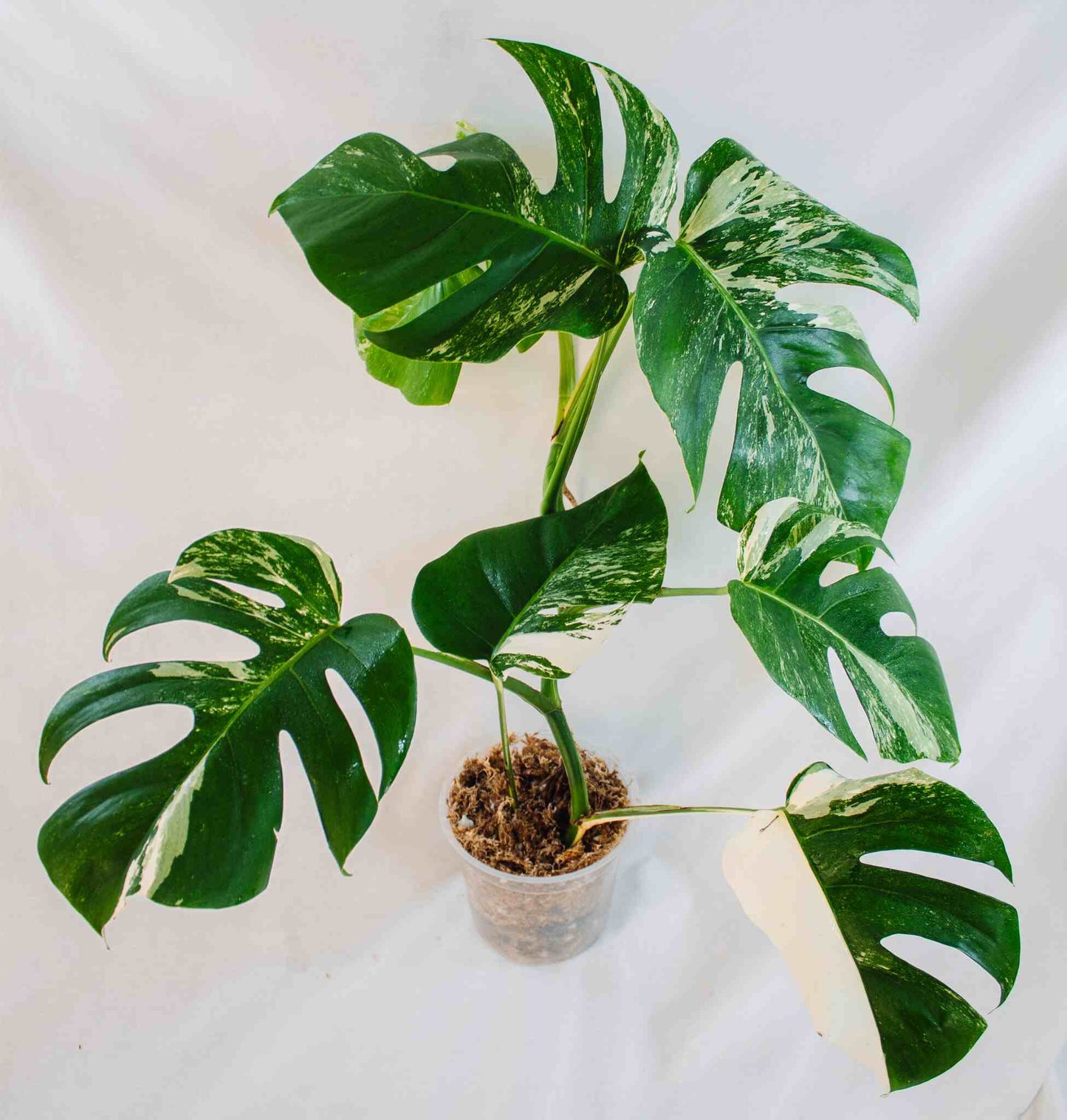 Monstera Deliciosa Borsgiana Albo (SD25-05)