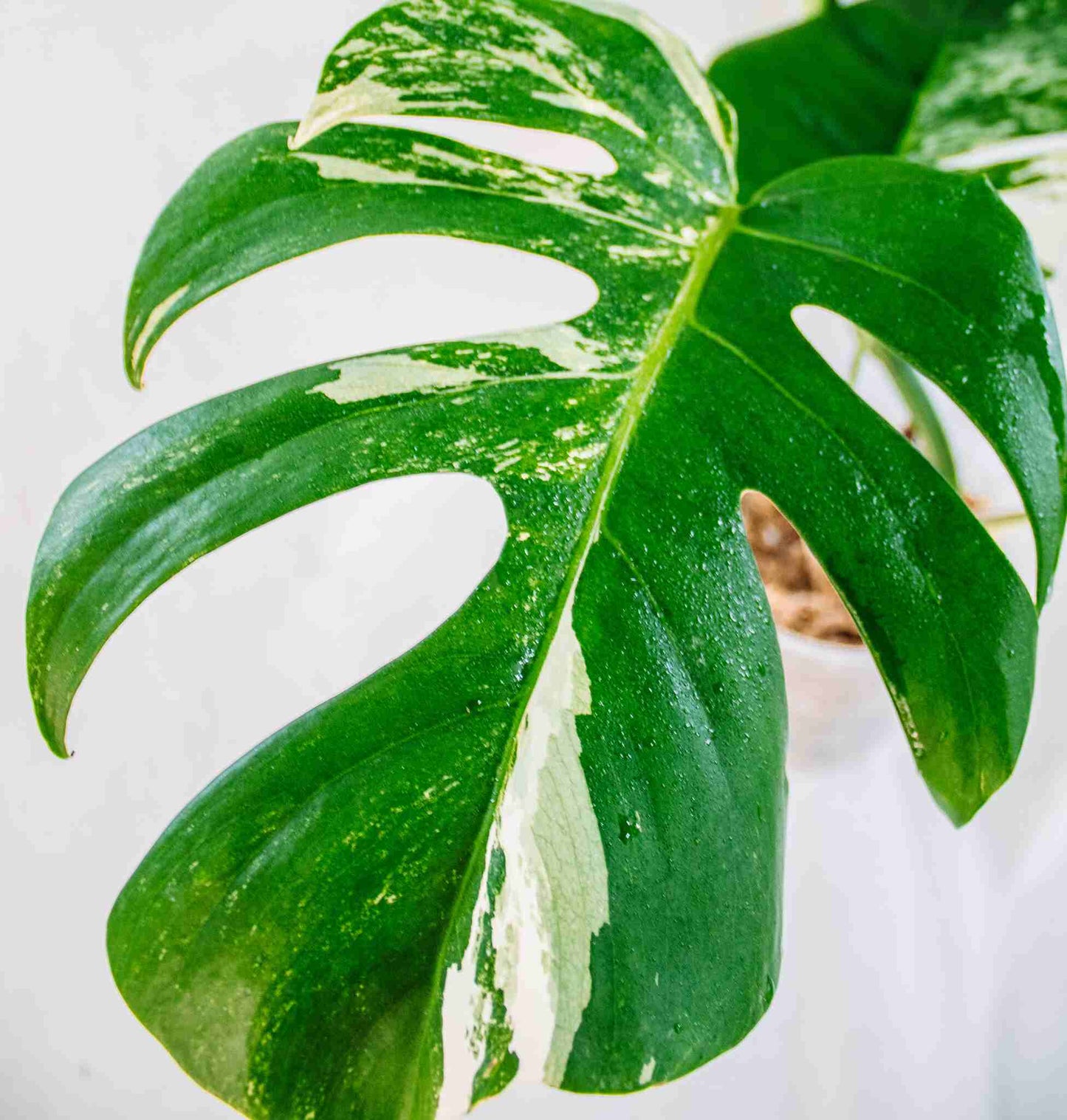 Monstera Deliciosa Borsgiana Albo (SD25-05)