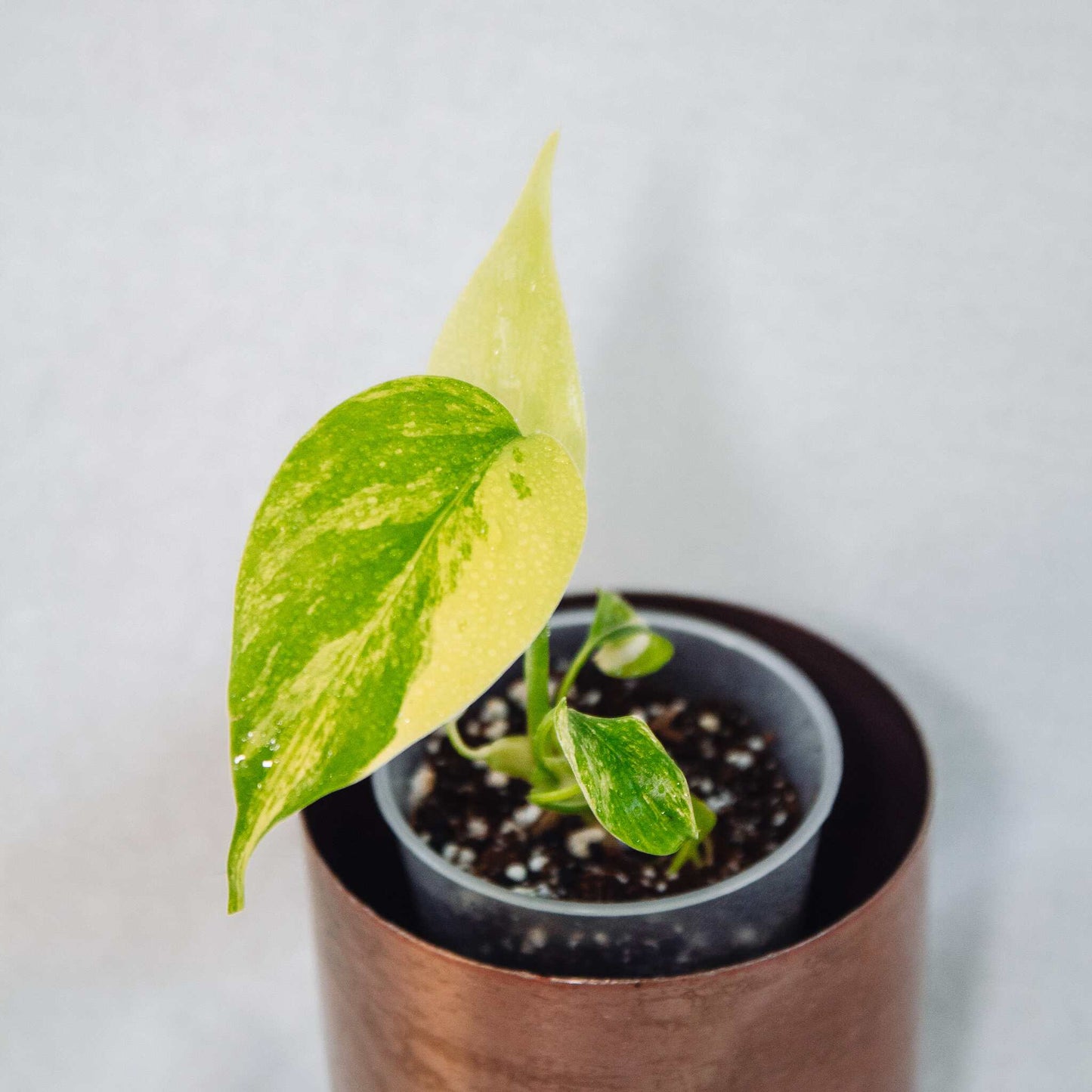 Monstera Deliciosa 'Yellow Marilyn' Variegated (Large Form) (SD26-01)