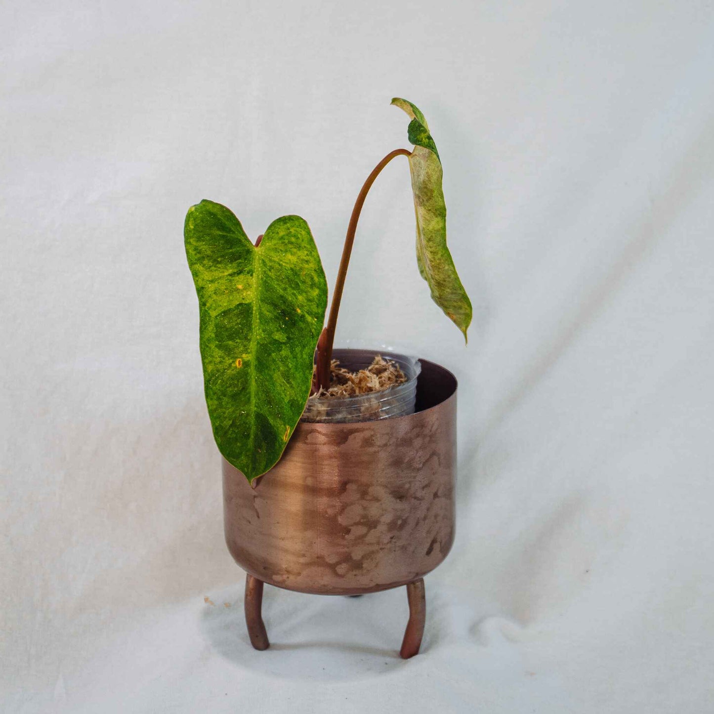 Philodendron 'El Choco Red' x Billietiae Mint Variegated (SD26-01)