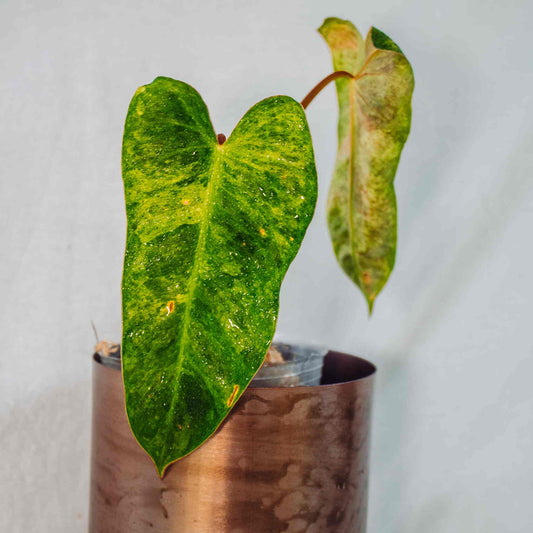 Philodendron 'El Choco Red' x Billietiae Mint Variegated (SD26-01)