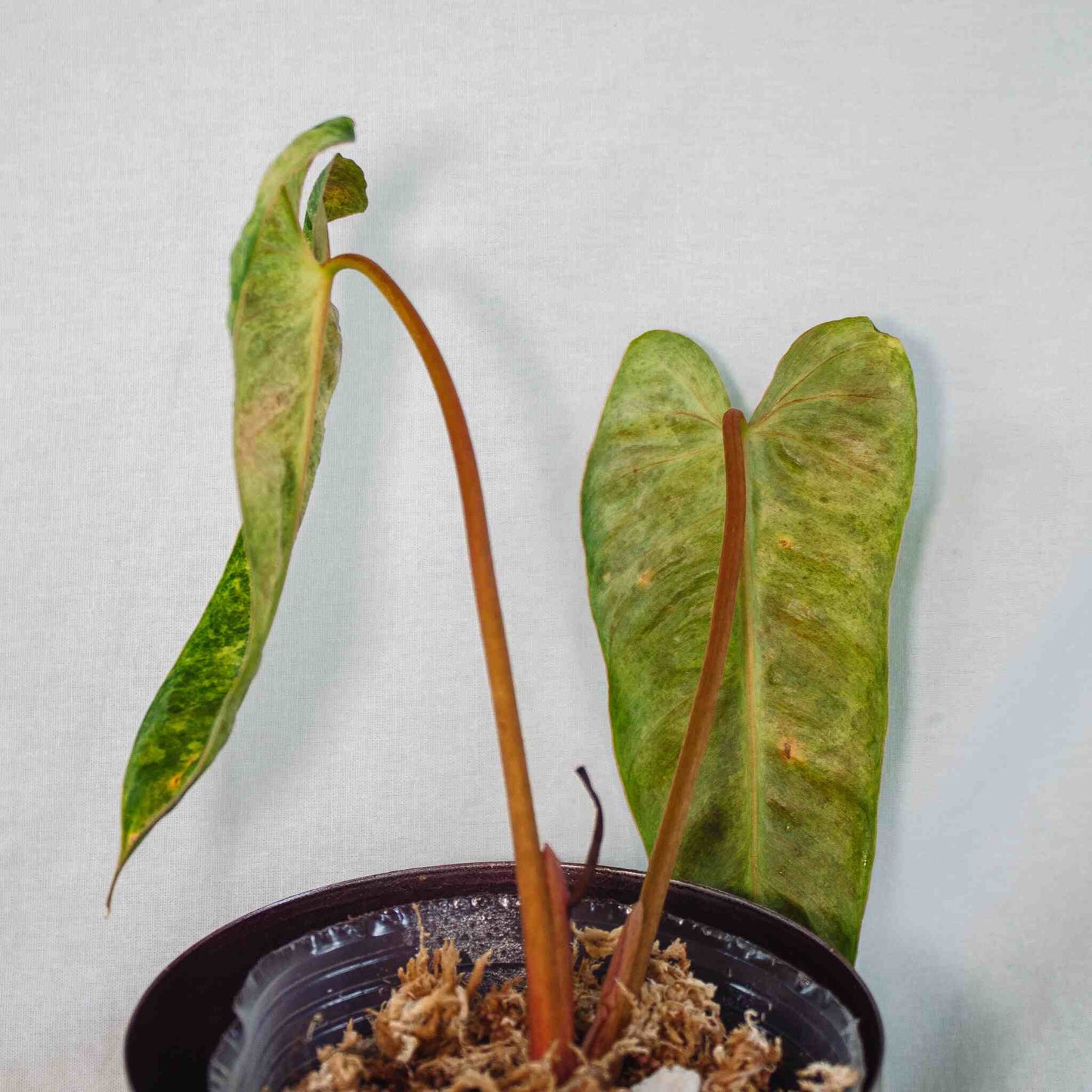 Philodendron 'El Choco Red' x Billietiae Mint Variegated (SD26-01)